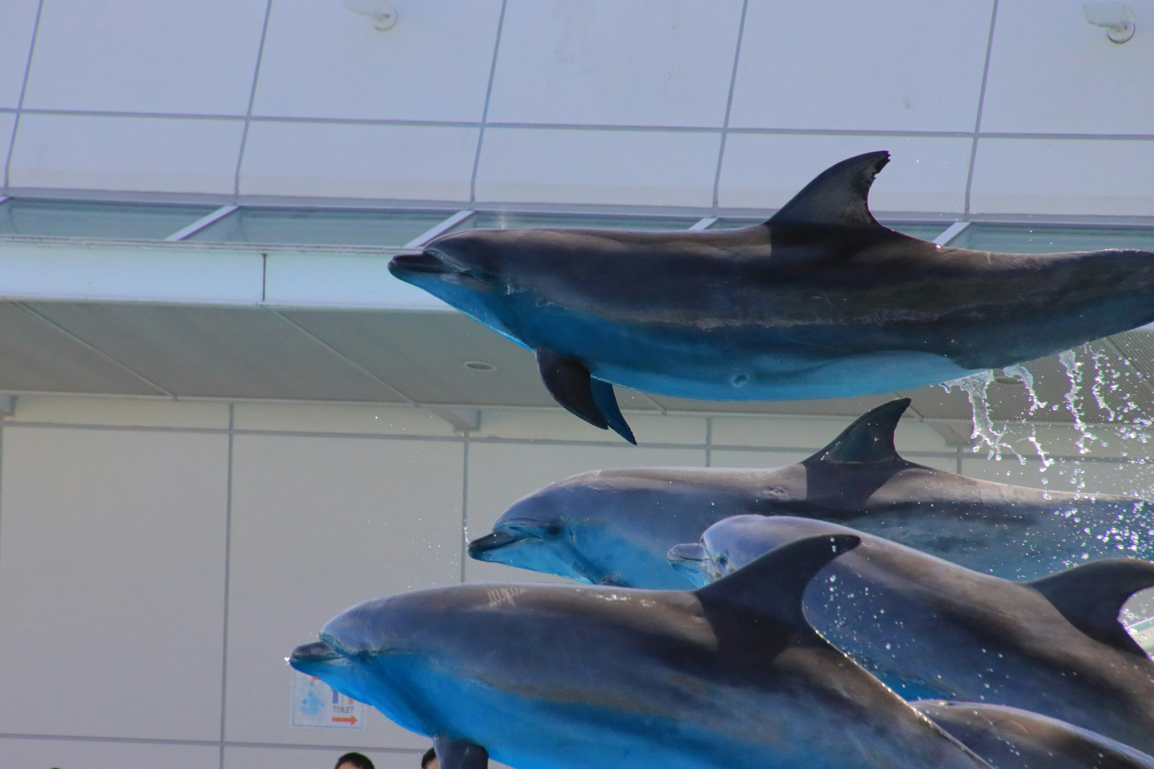 Groupe de dauphins nageant sous l'eau