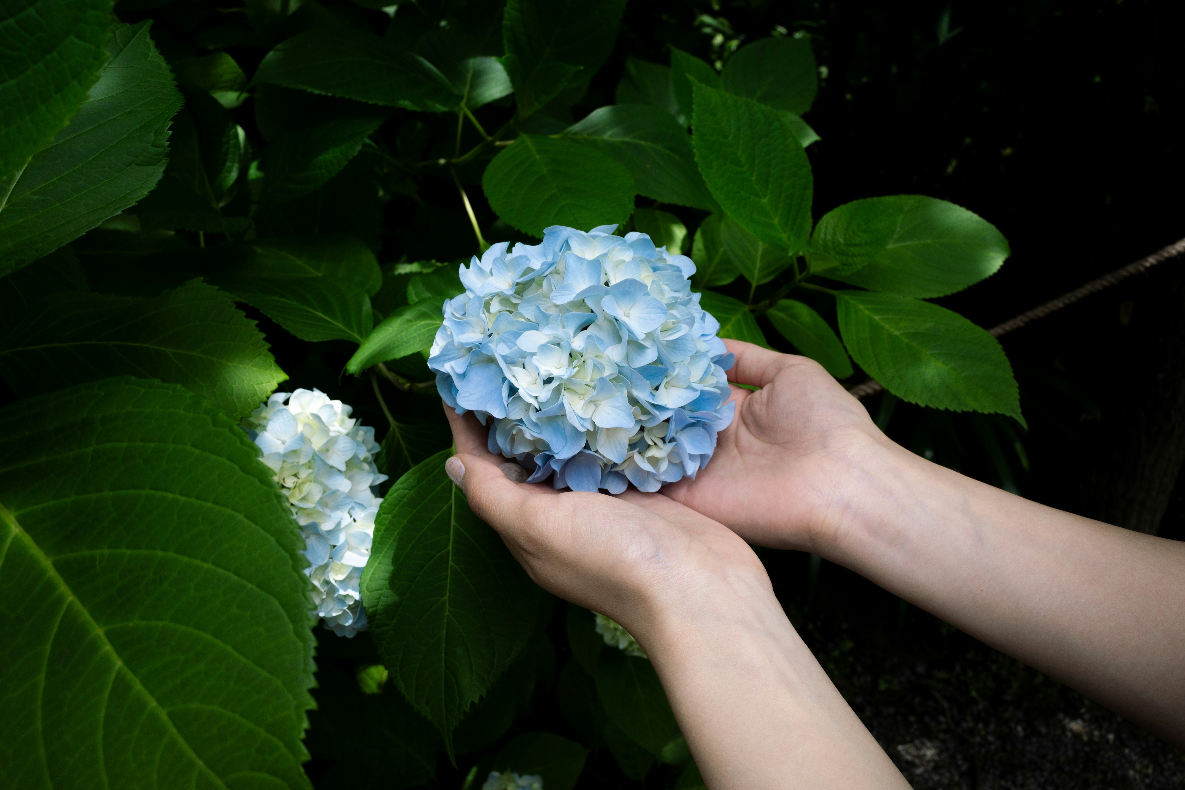 Une personne tenant une fleur d'hortensia bleu avec les deux mains entourée de feuilles vertes