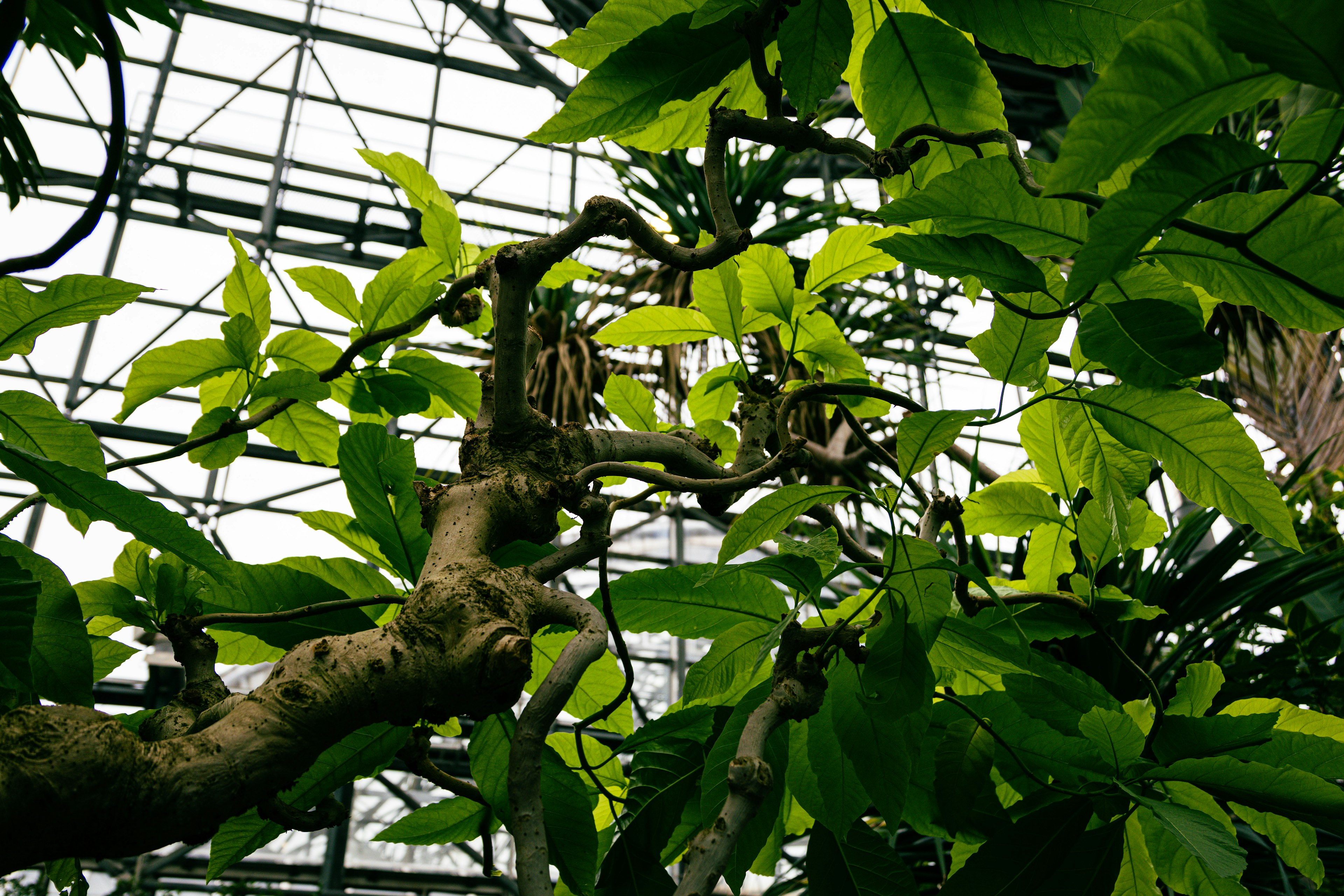 Close-up of green leaves and tree branches inside a greenhouse