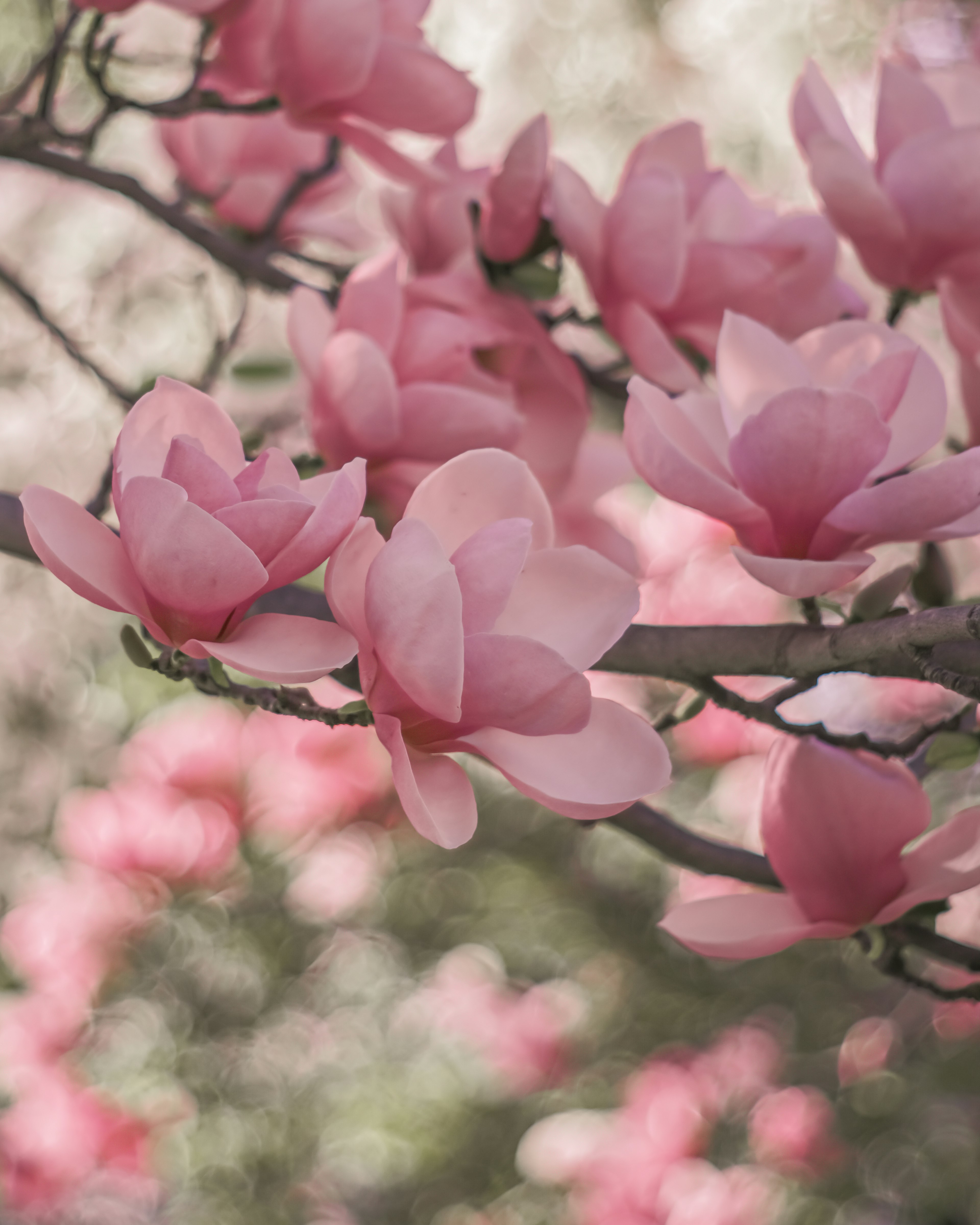 Cabang bunga magnolia merah muda yang mekar di musim semi