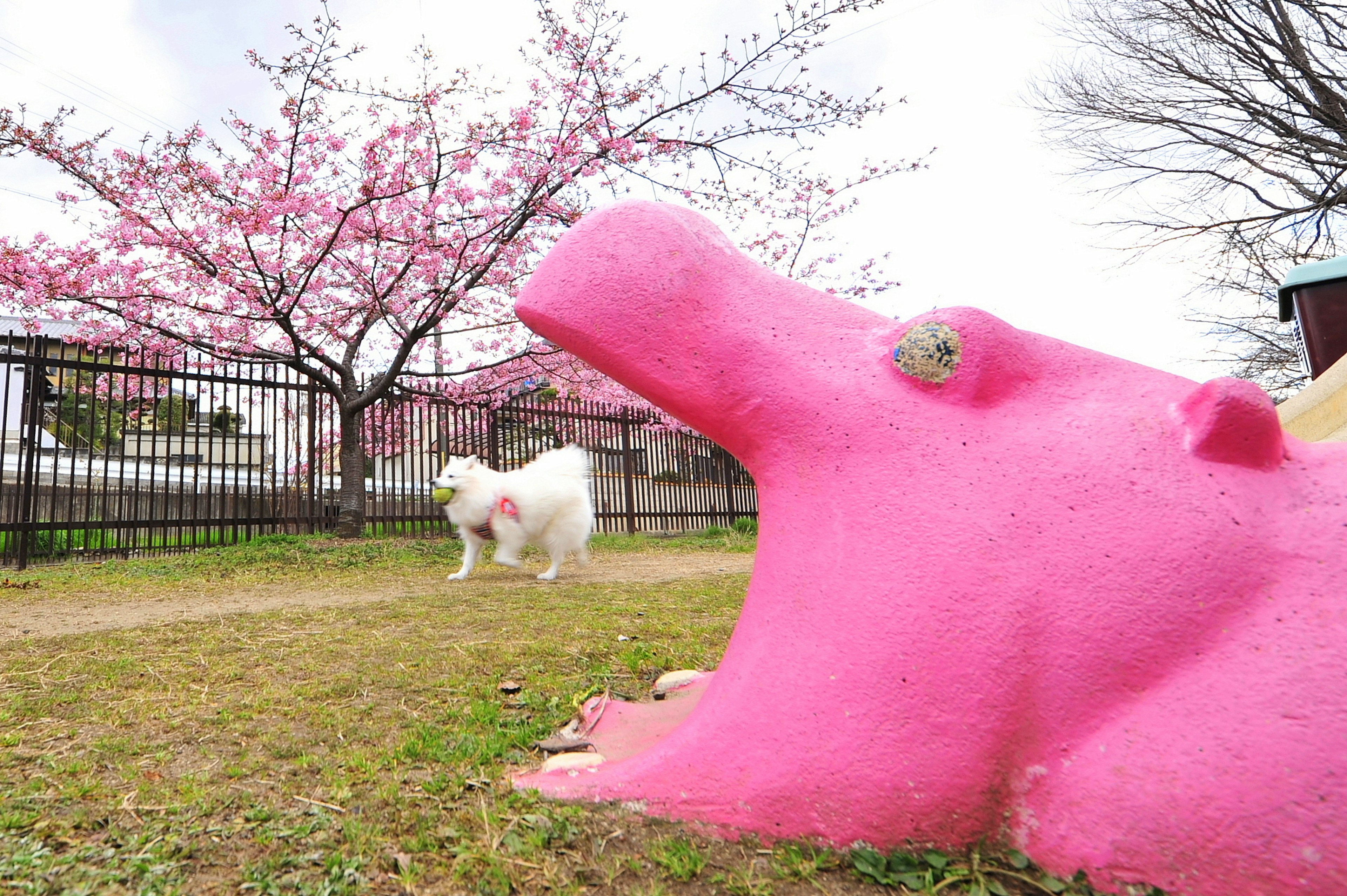 ピンクのカバのオブジェと桜の木がある公園の風景