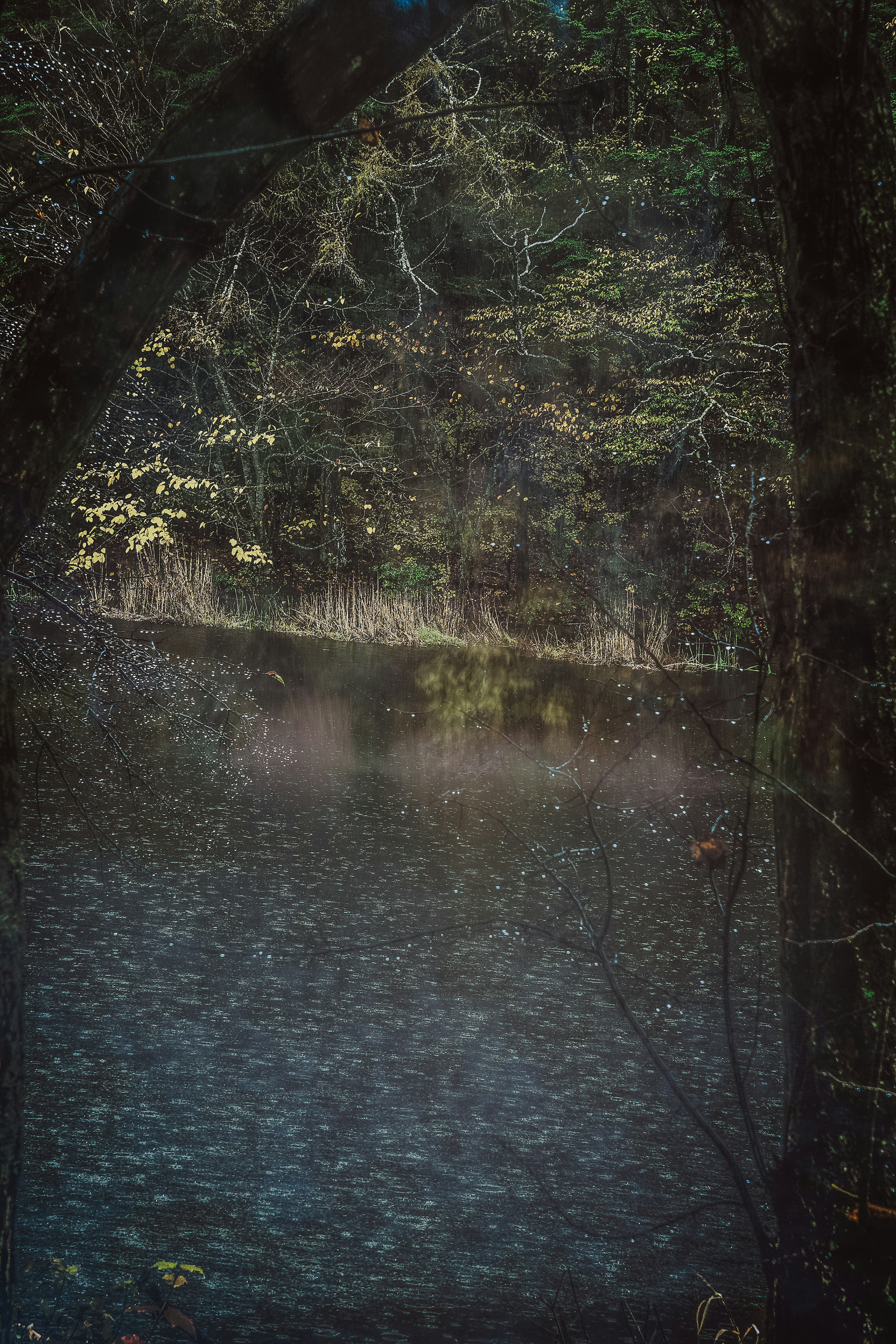 réflexion calme du lac avec silhouettes d'arbres environnants