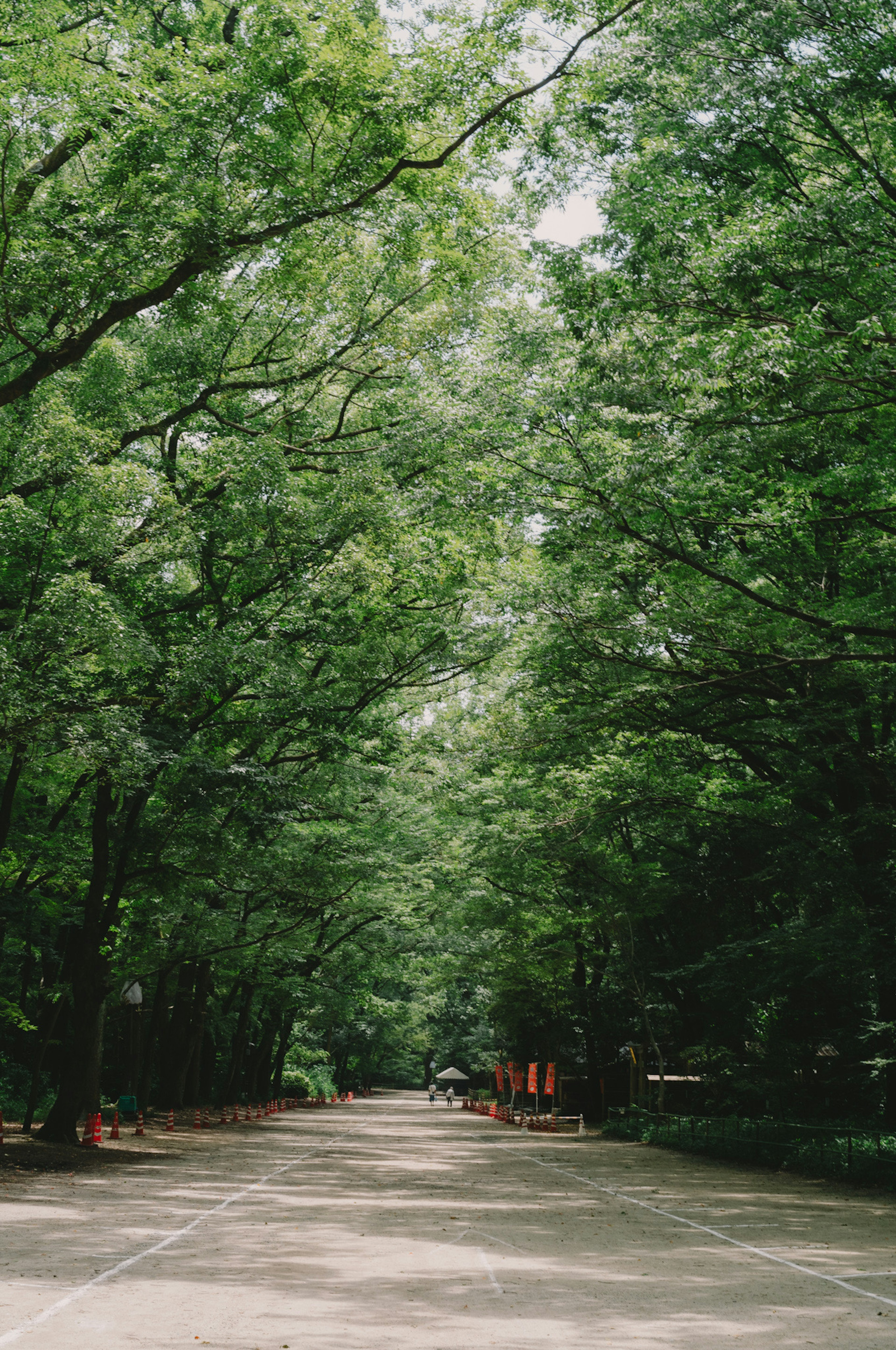 Quiet road lined with lush green trees