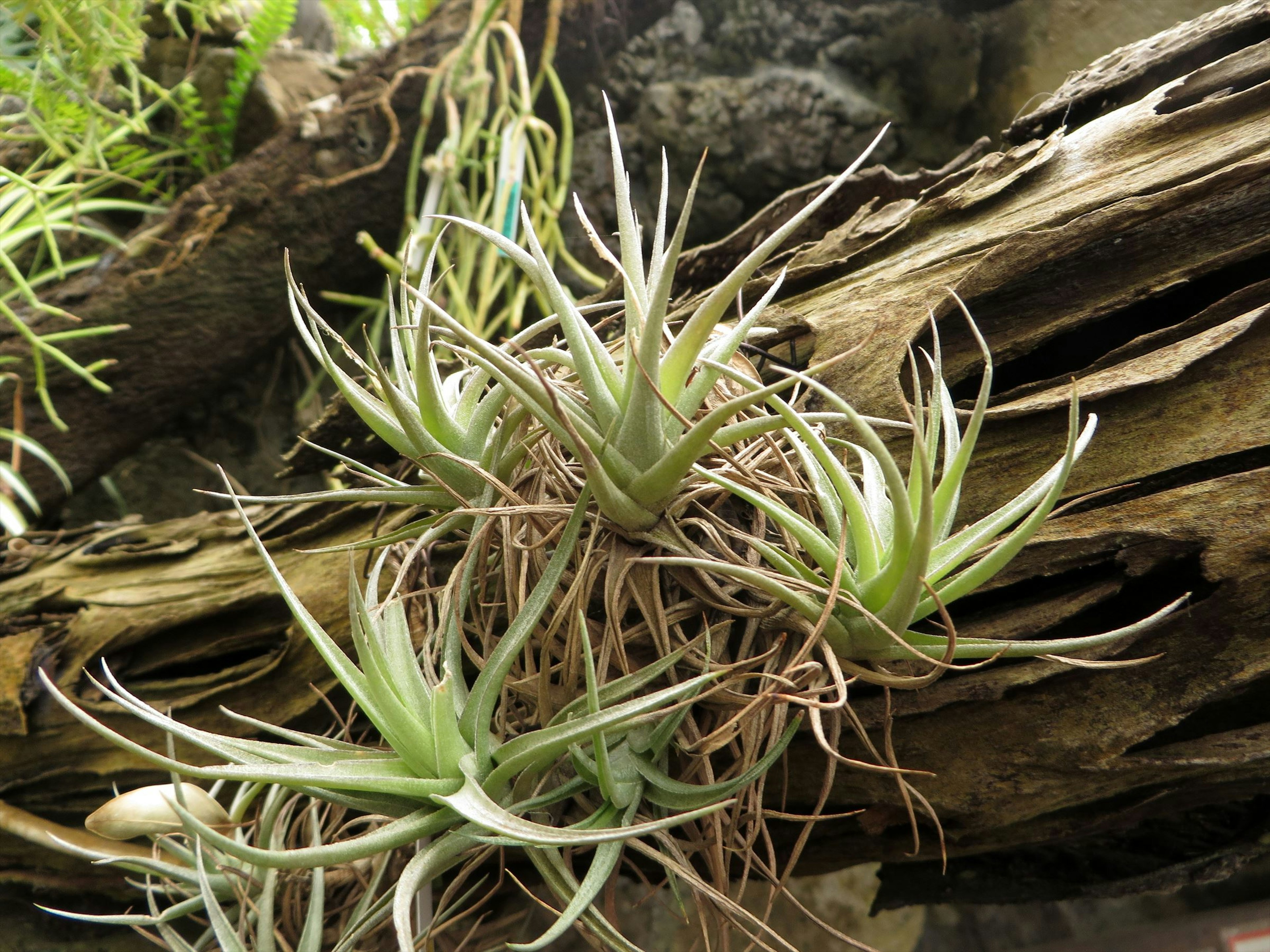 Cluster of air plants growing on a tree branch