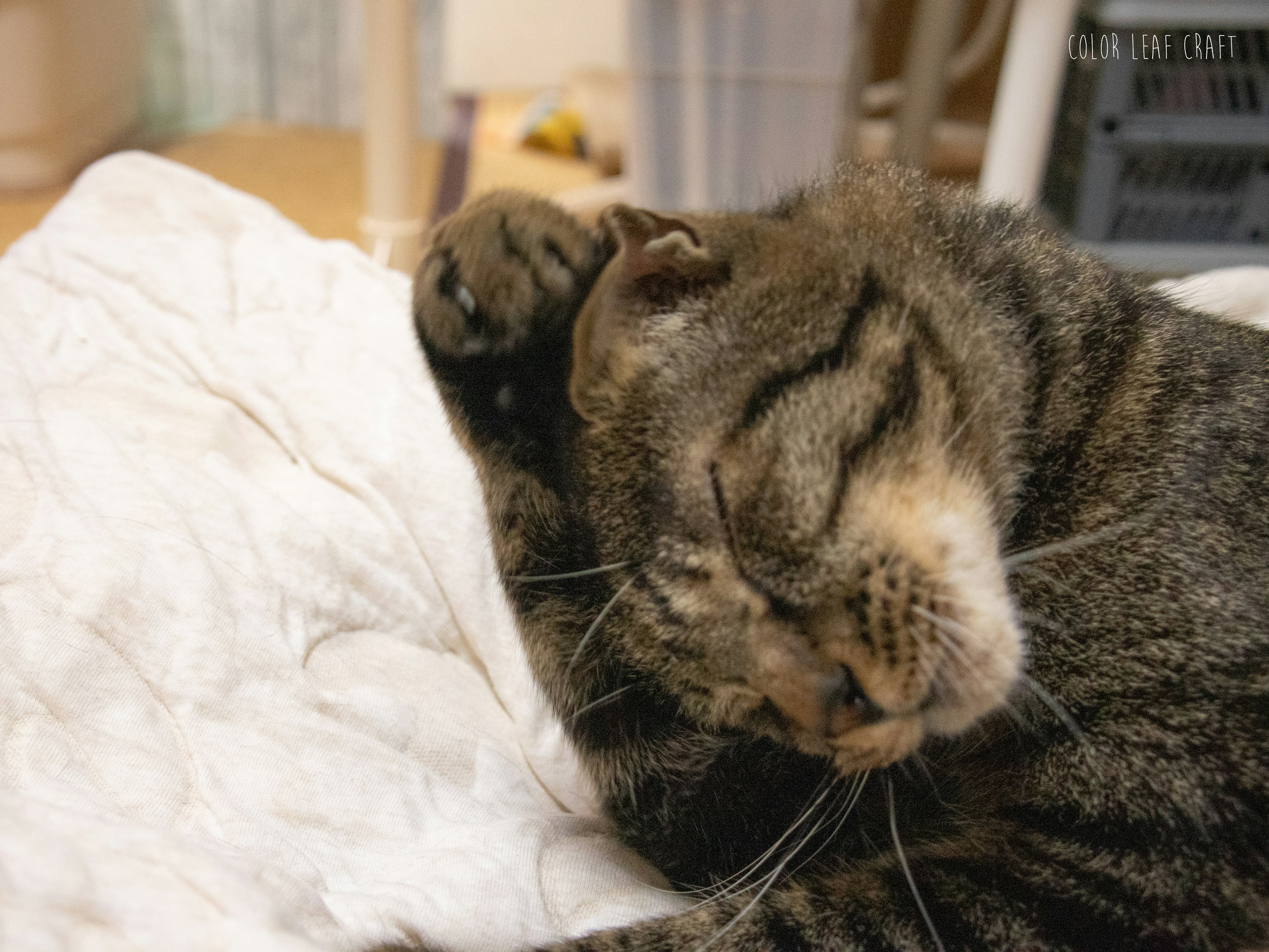 A sleeping gray striped cat relaxing on a white blanket