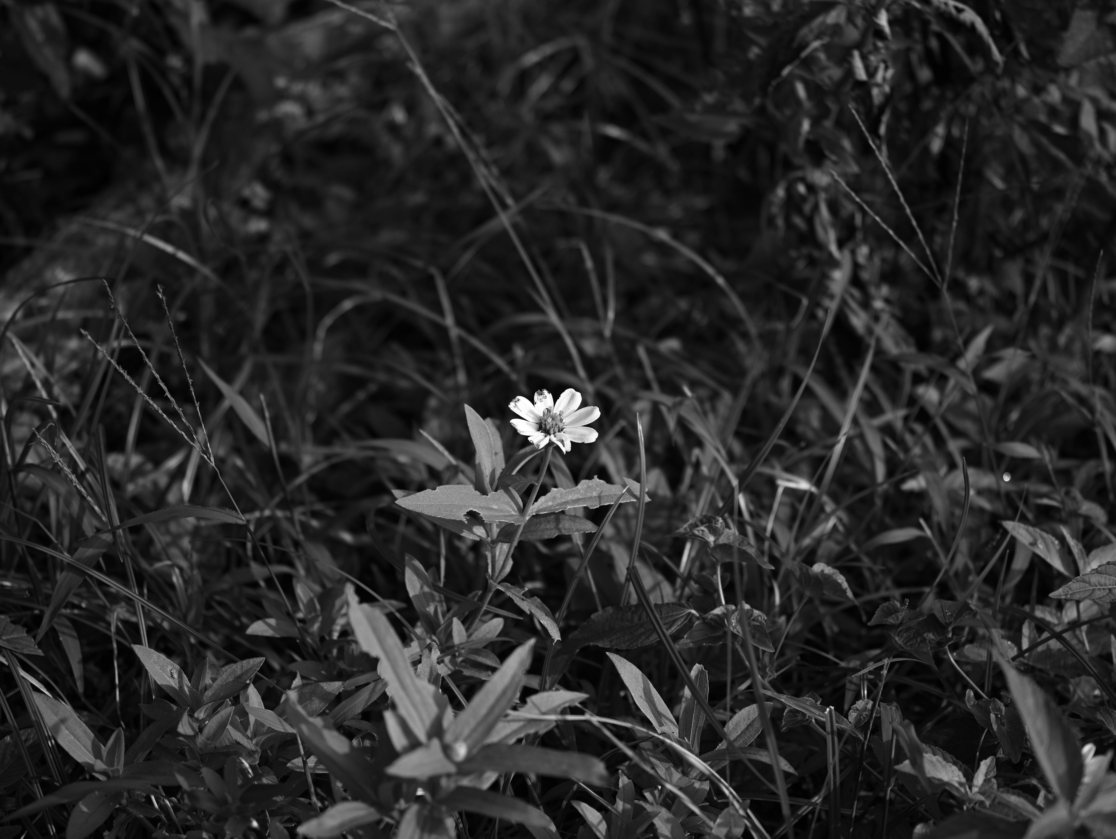 A white flower blooming amidst green grass in black and white