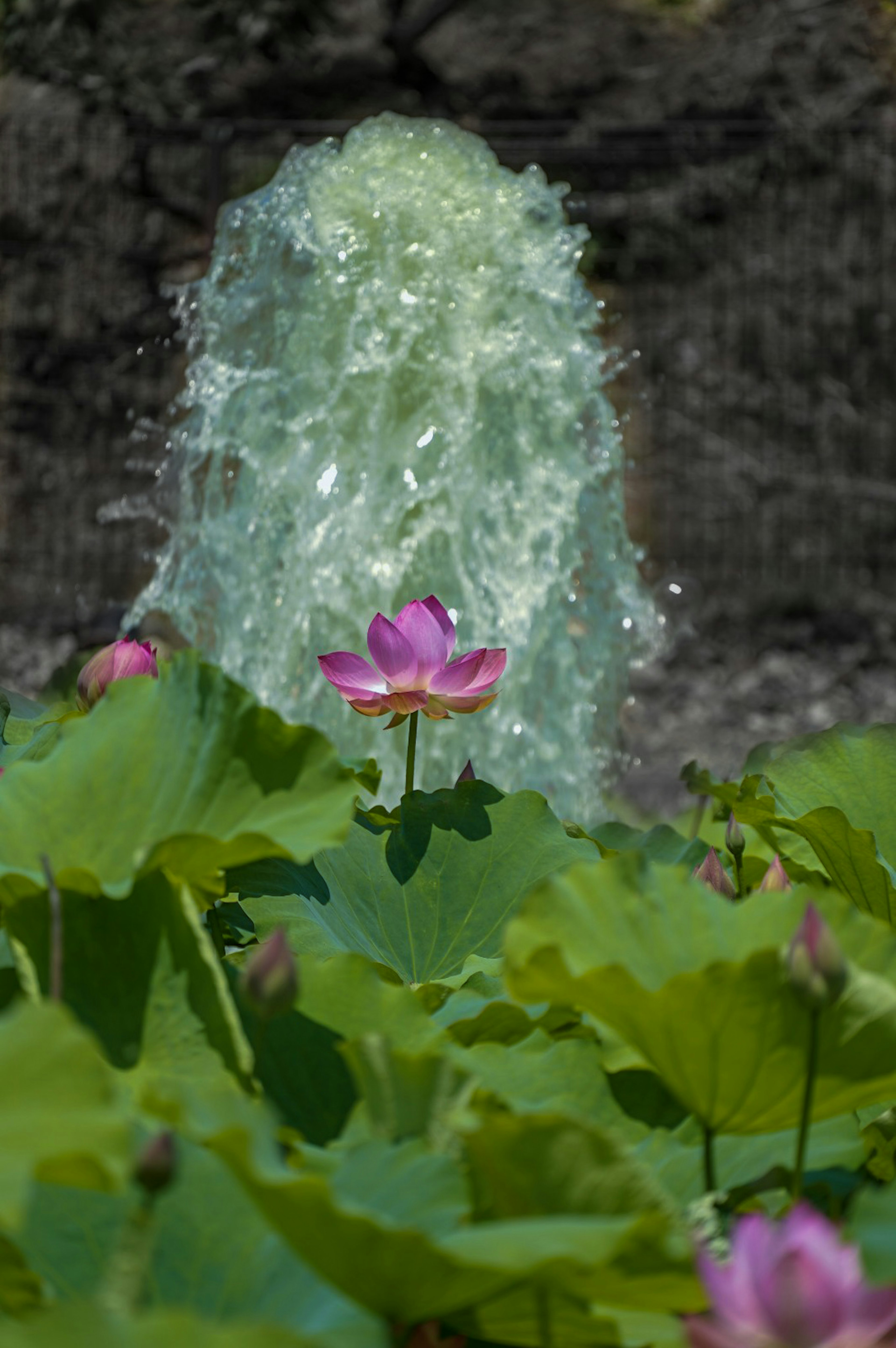 A beautiful pink lotus flower with a water fountain in the background