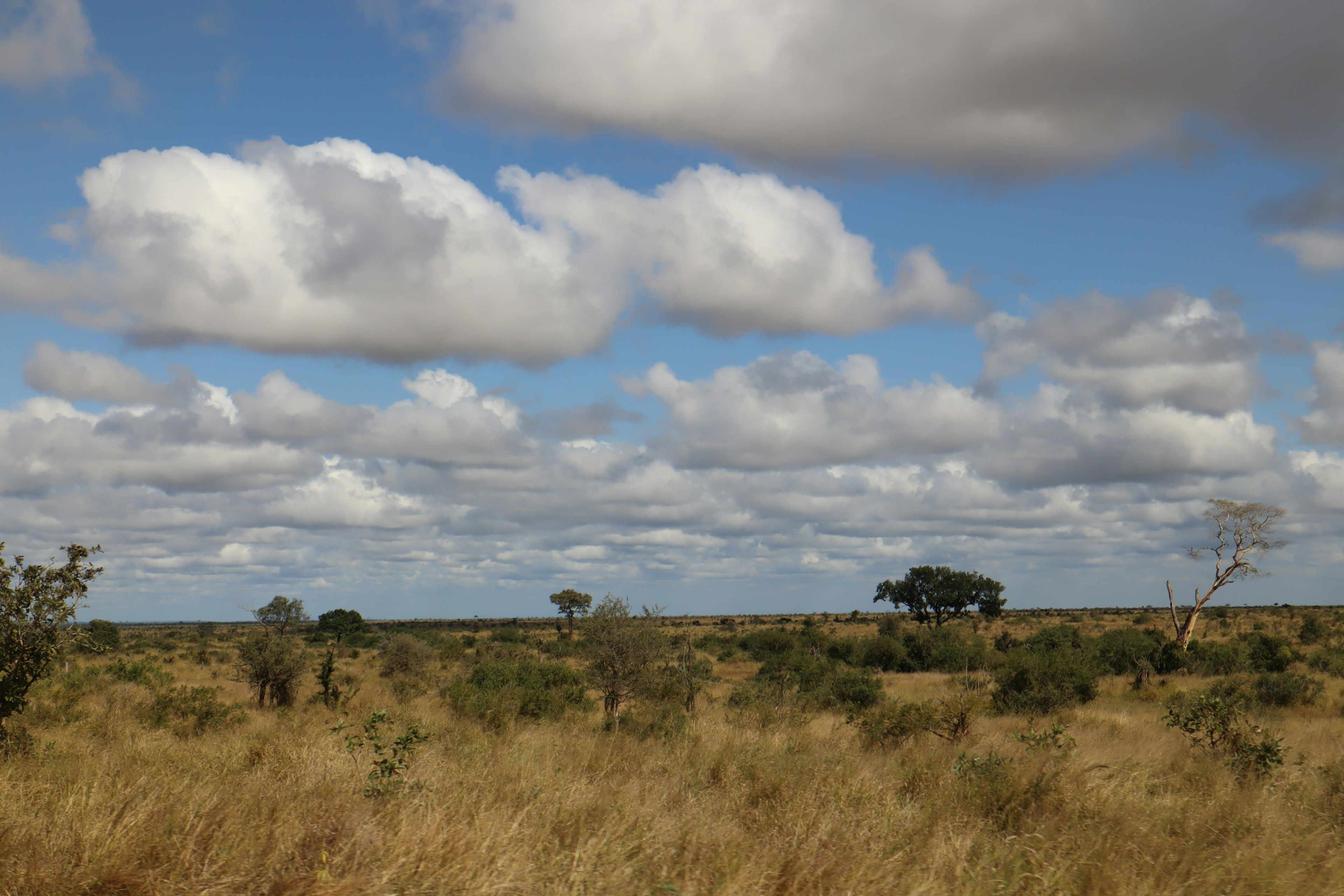 Amplia llanura con cielo azul y nubes blancas