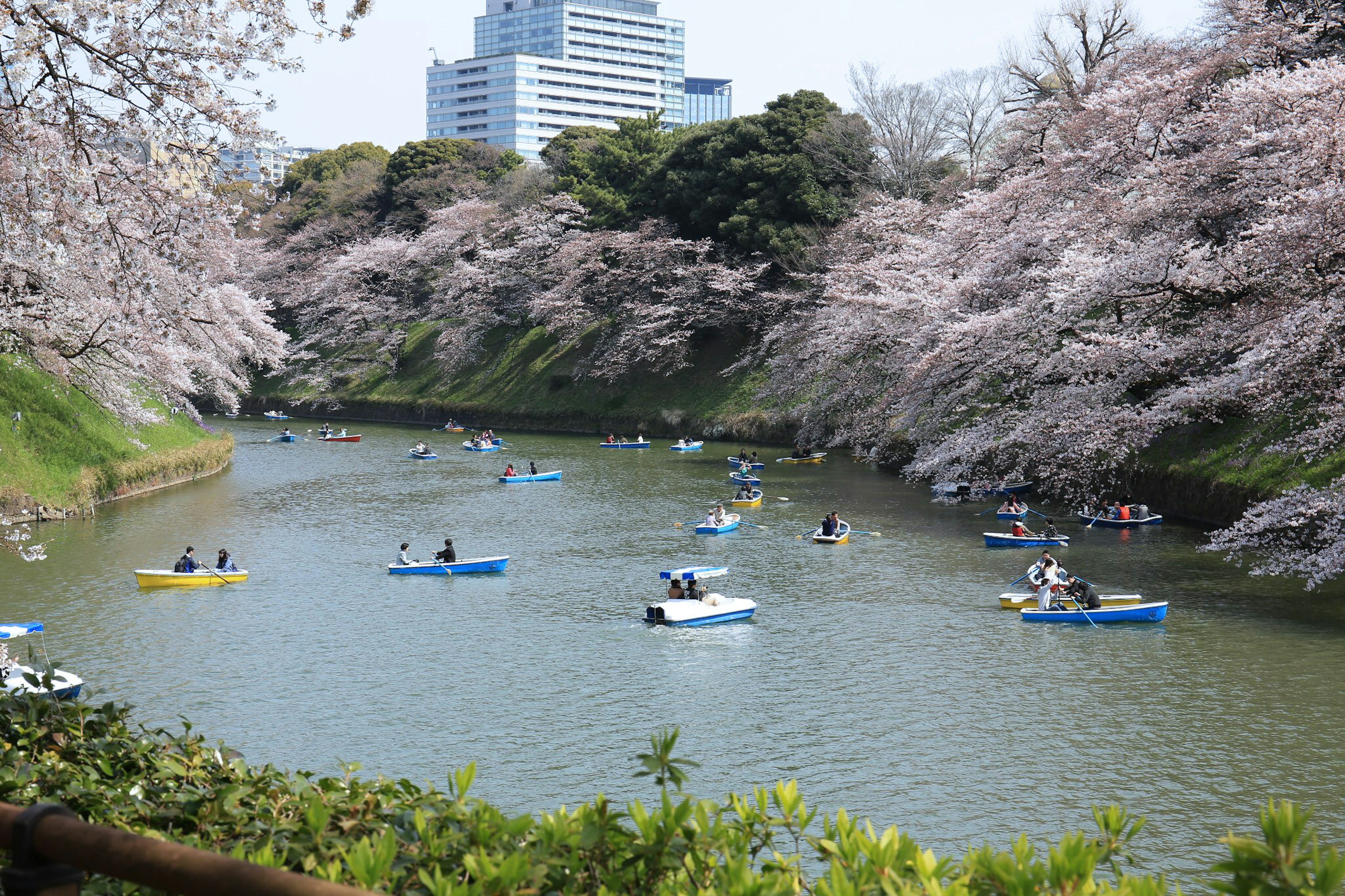 Scenic view of cherry blossom trees along a river with colorful boats