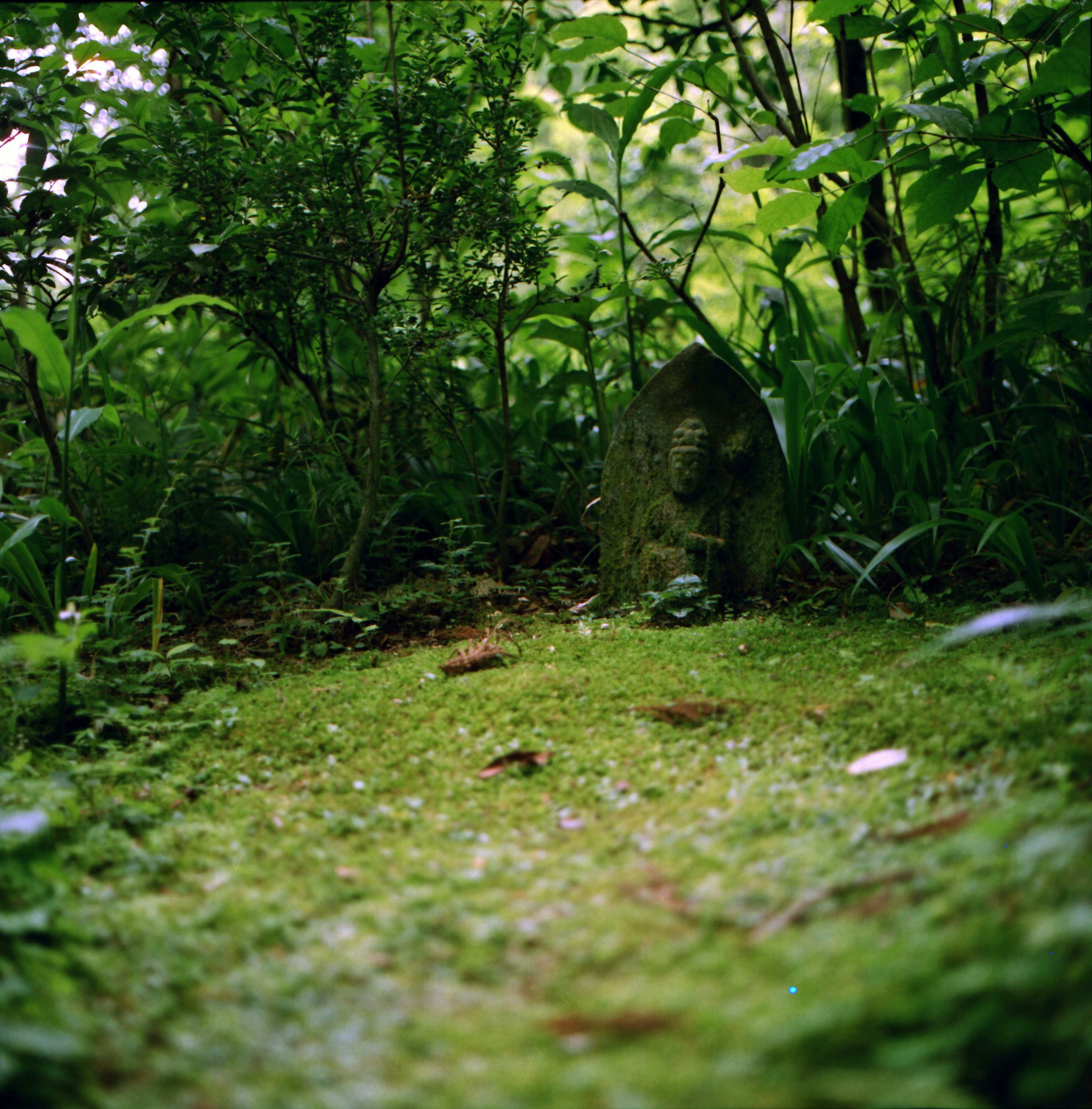 Sentier recouvert de mousse dans une forêt verdoyante avec un marqueur en pierre