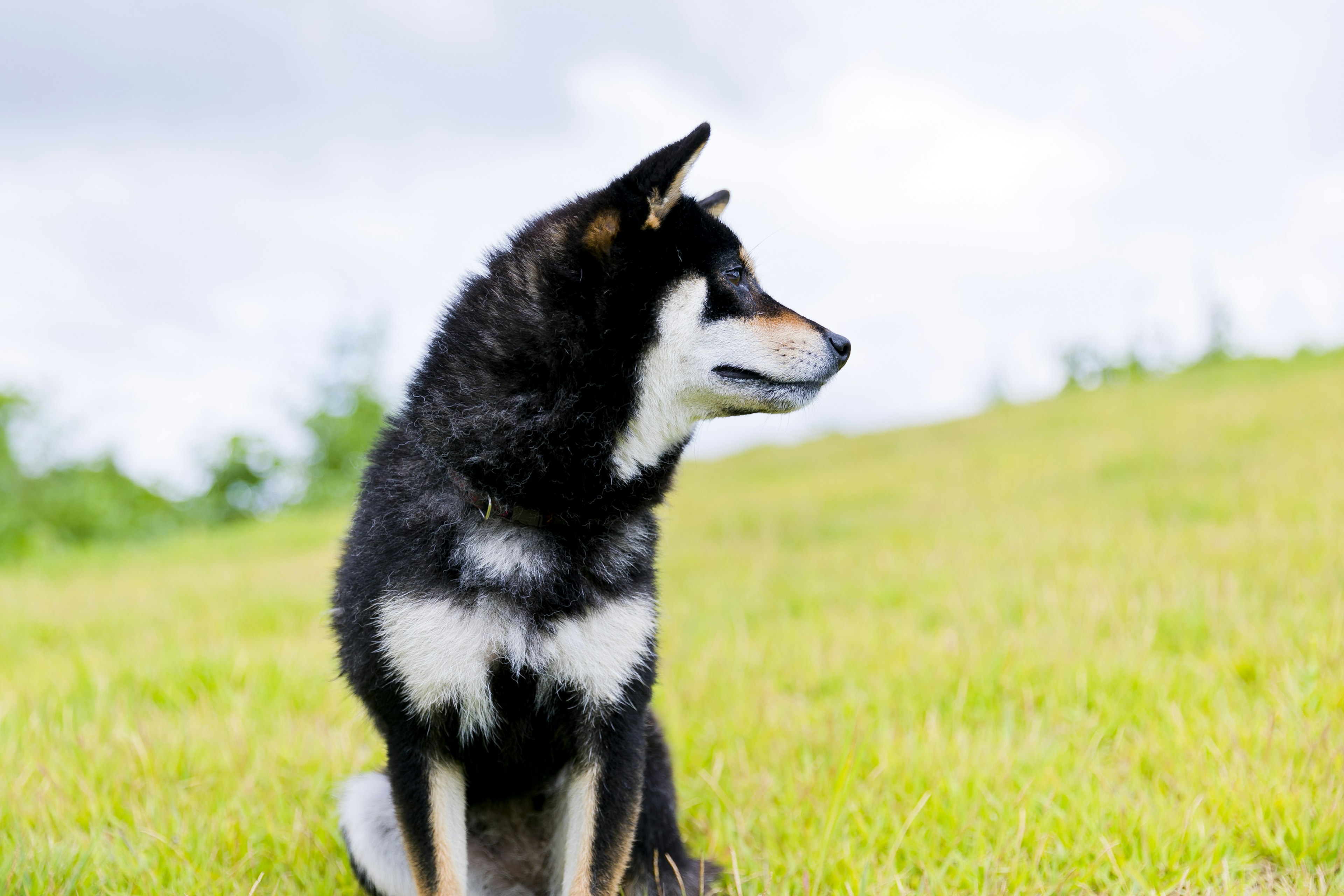 Một chú Shiba Inu đen đang ngồi trên cánh đồng cỏ