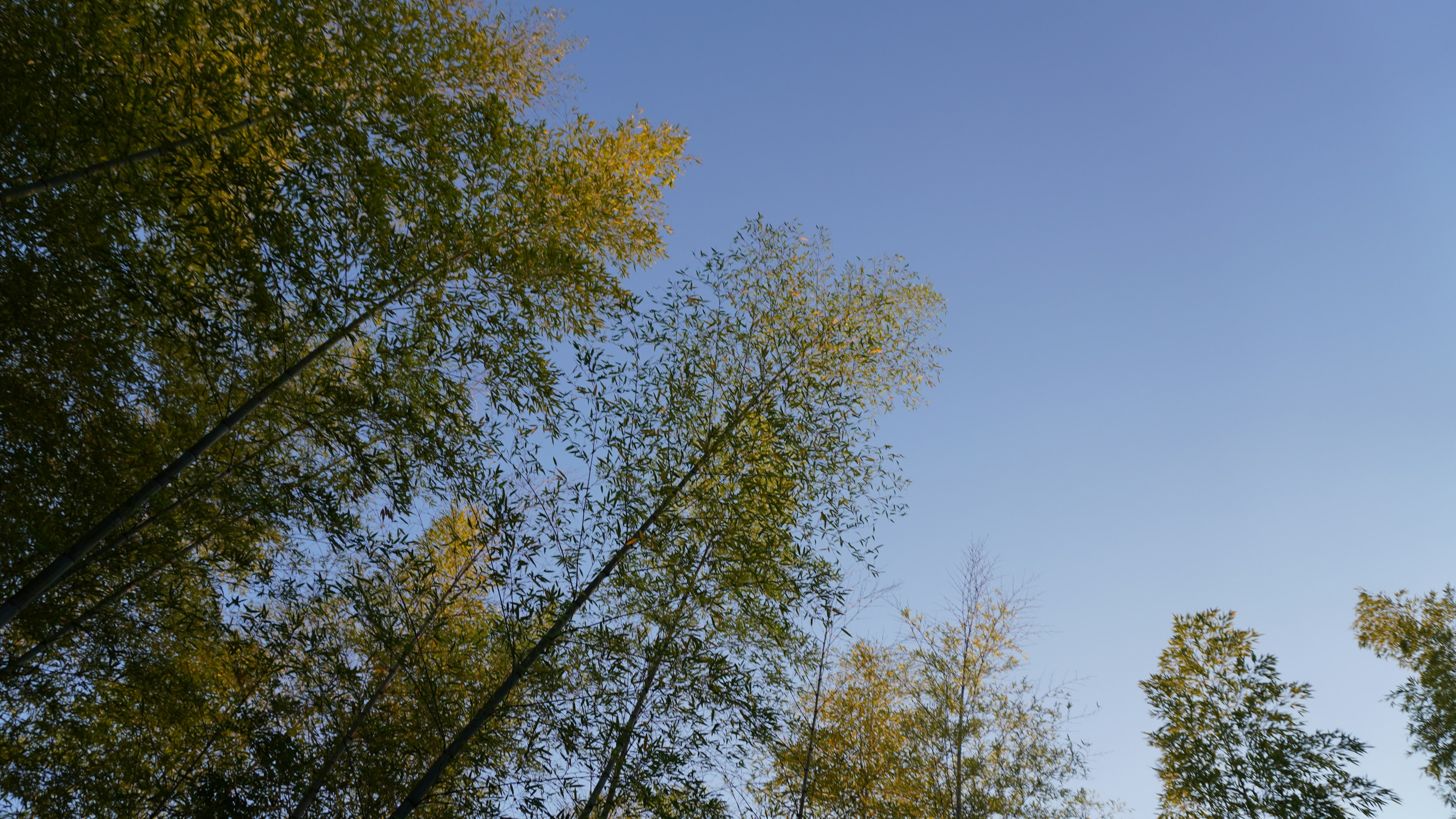 Vue d'arbres verts contre un ciel bleu