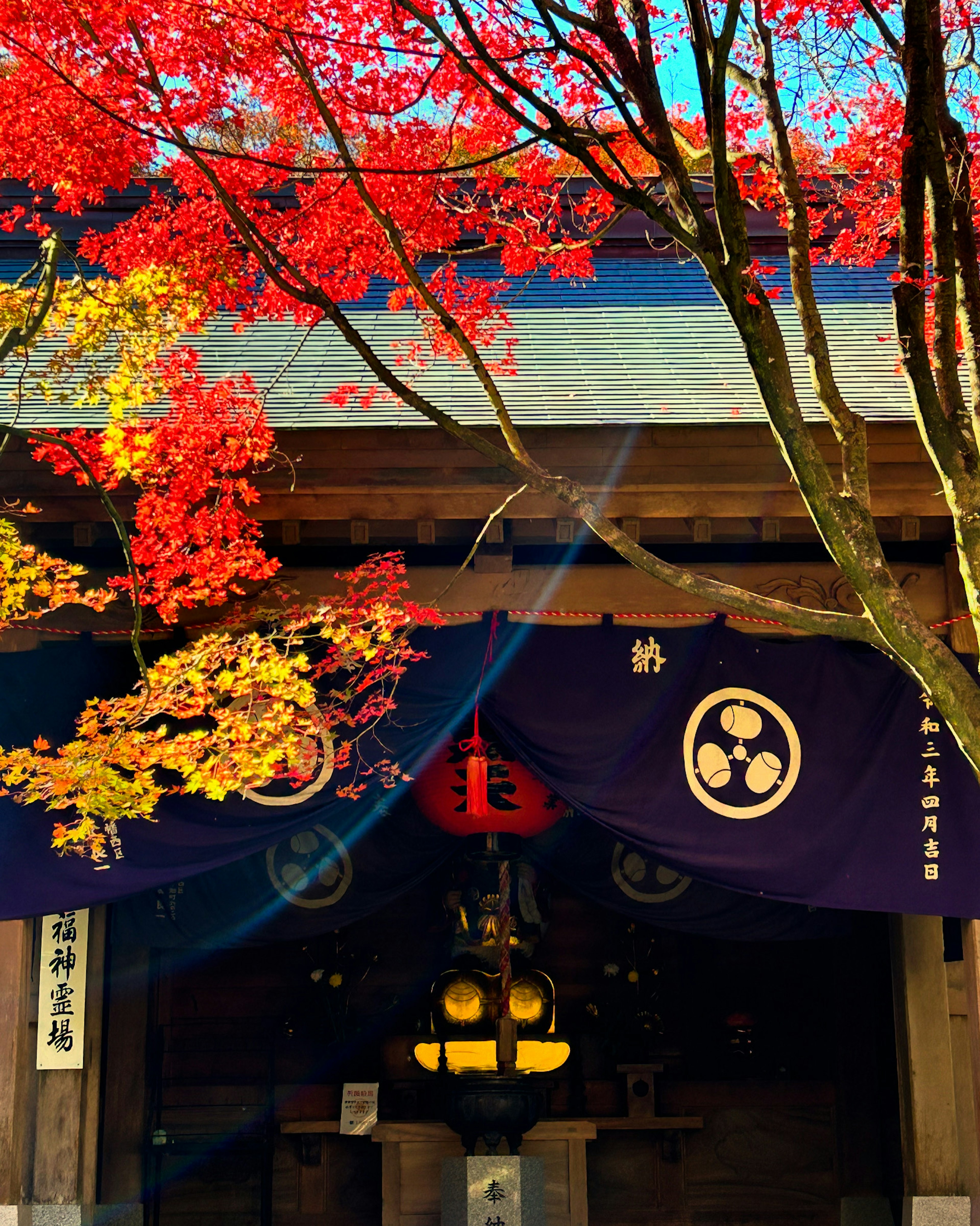 美しい紅葉に囲まれた神社の入り口に飾られた紫色の幕と灯篭