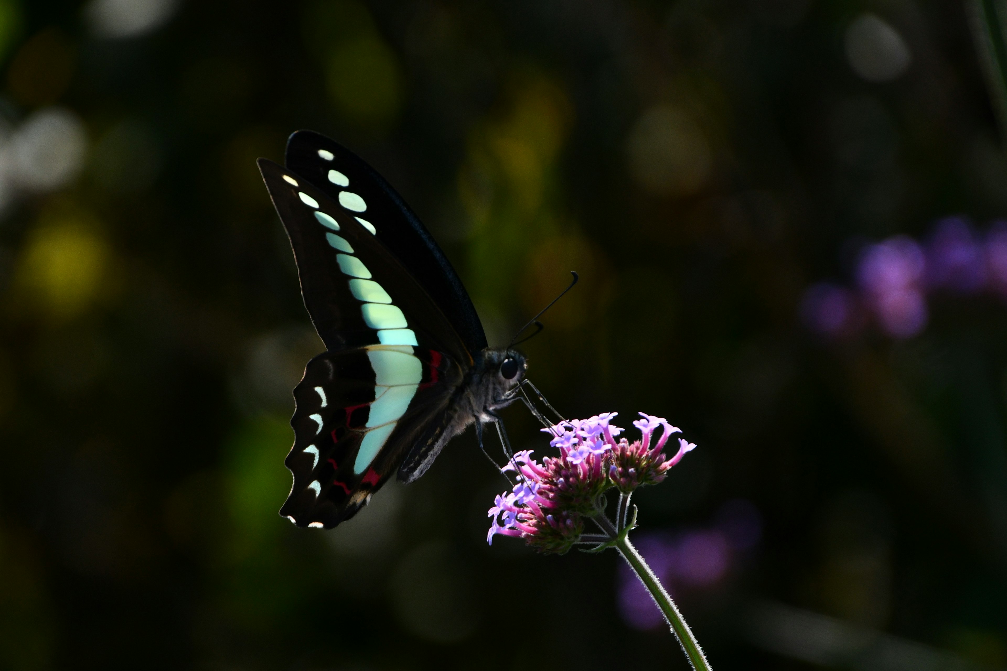 A black butterfly perched on a purple flower