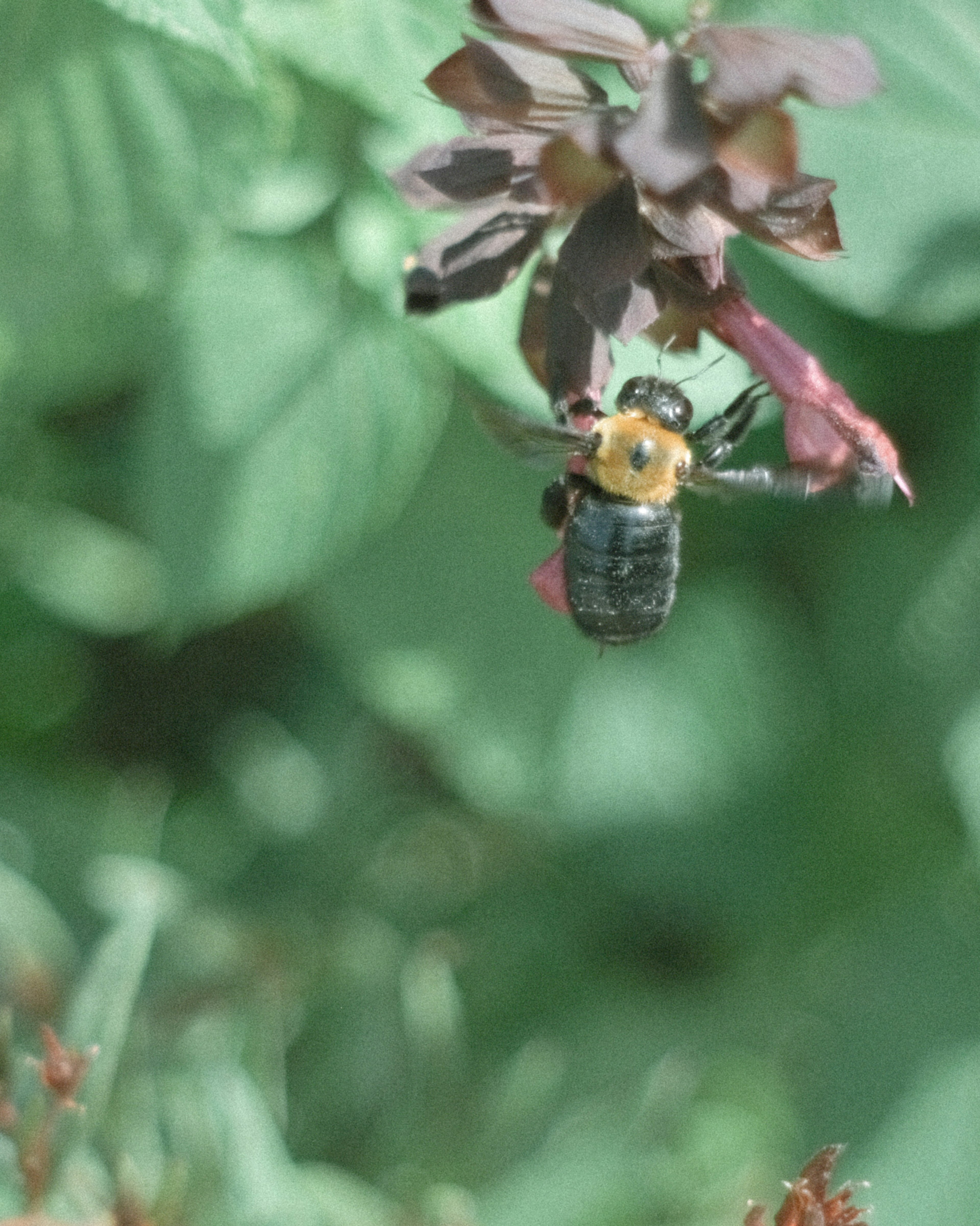 Ape che estrae nettare da un fiore con uno sfondo verde