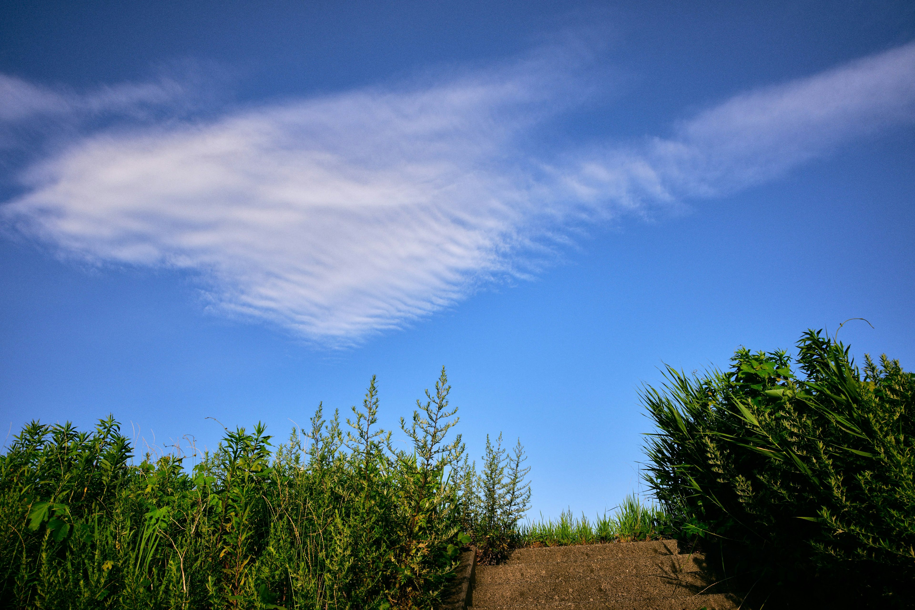 青空に浮かぶ白い雲と緑の植物