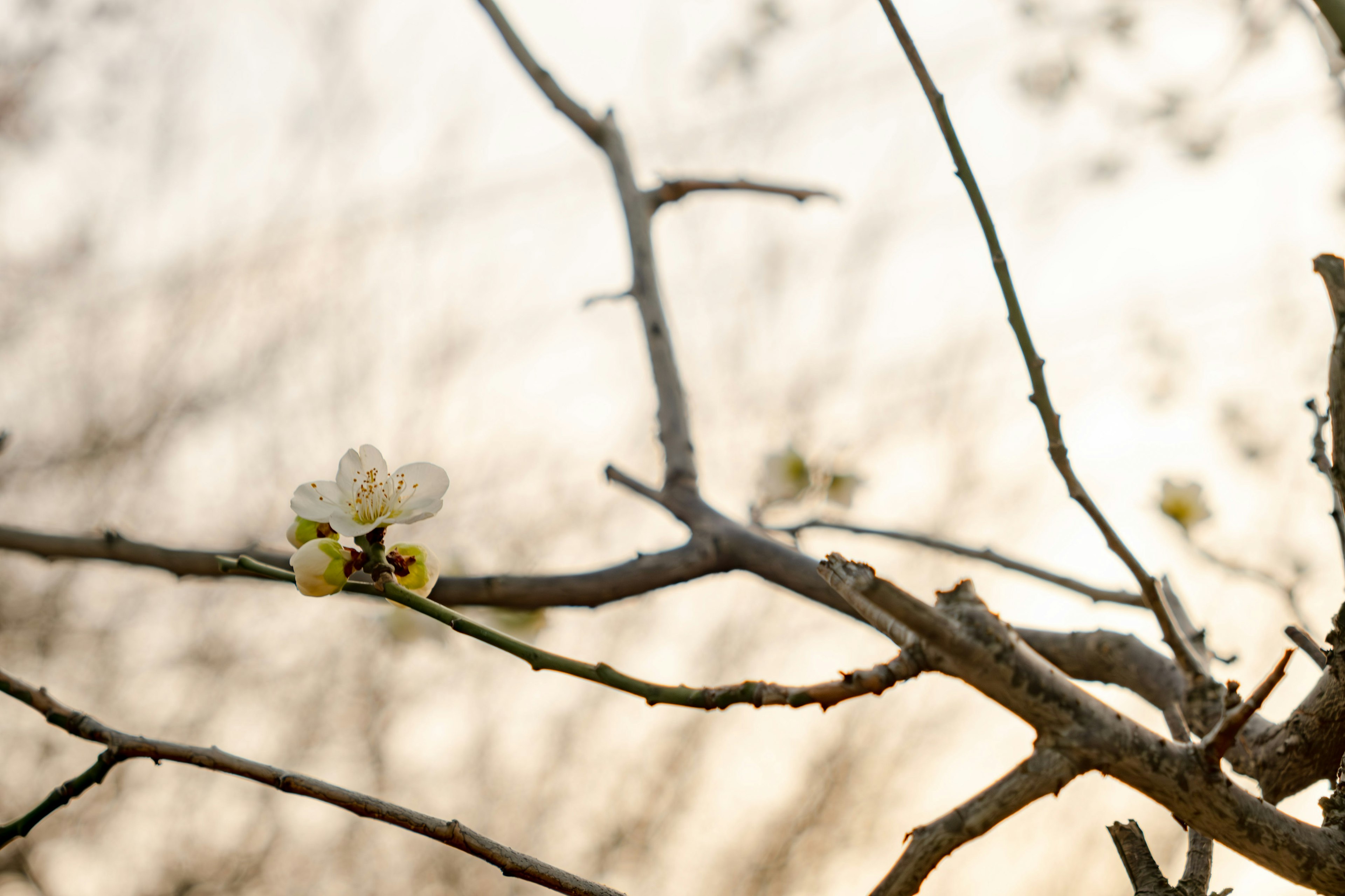 薄暗い背景に咲く春の花と枝