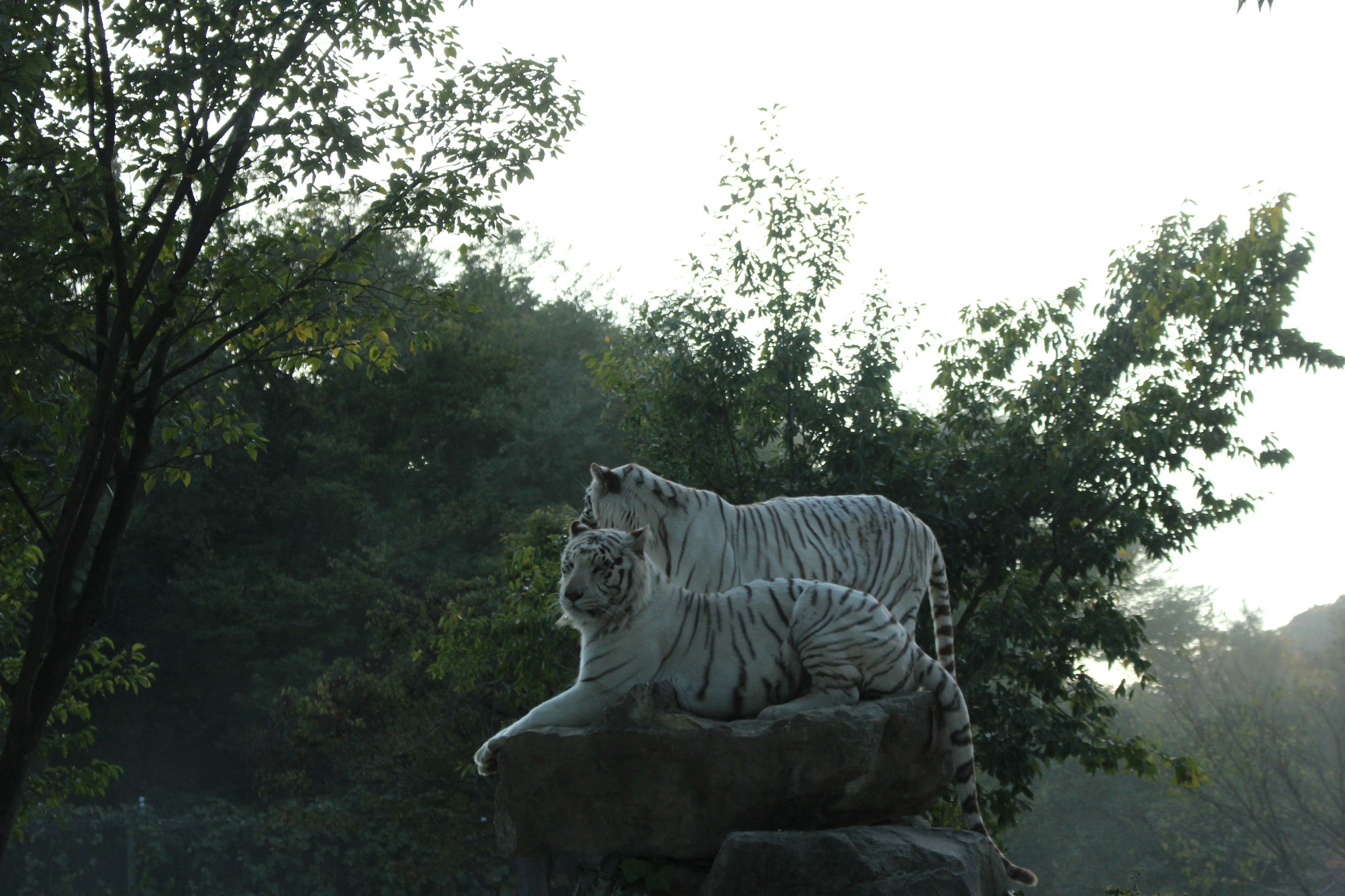 Zwei weiße Tiger, die auf einem Felsen in einer ruhigen Naturlandschaft ruhen