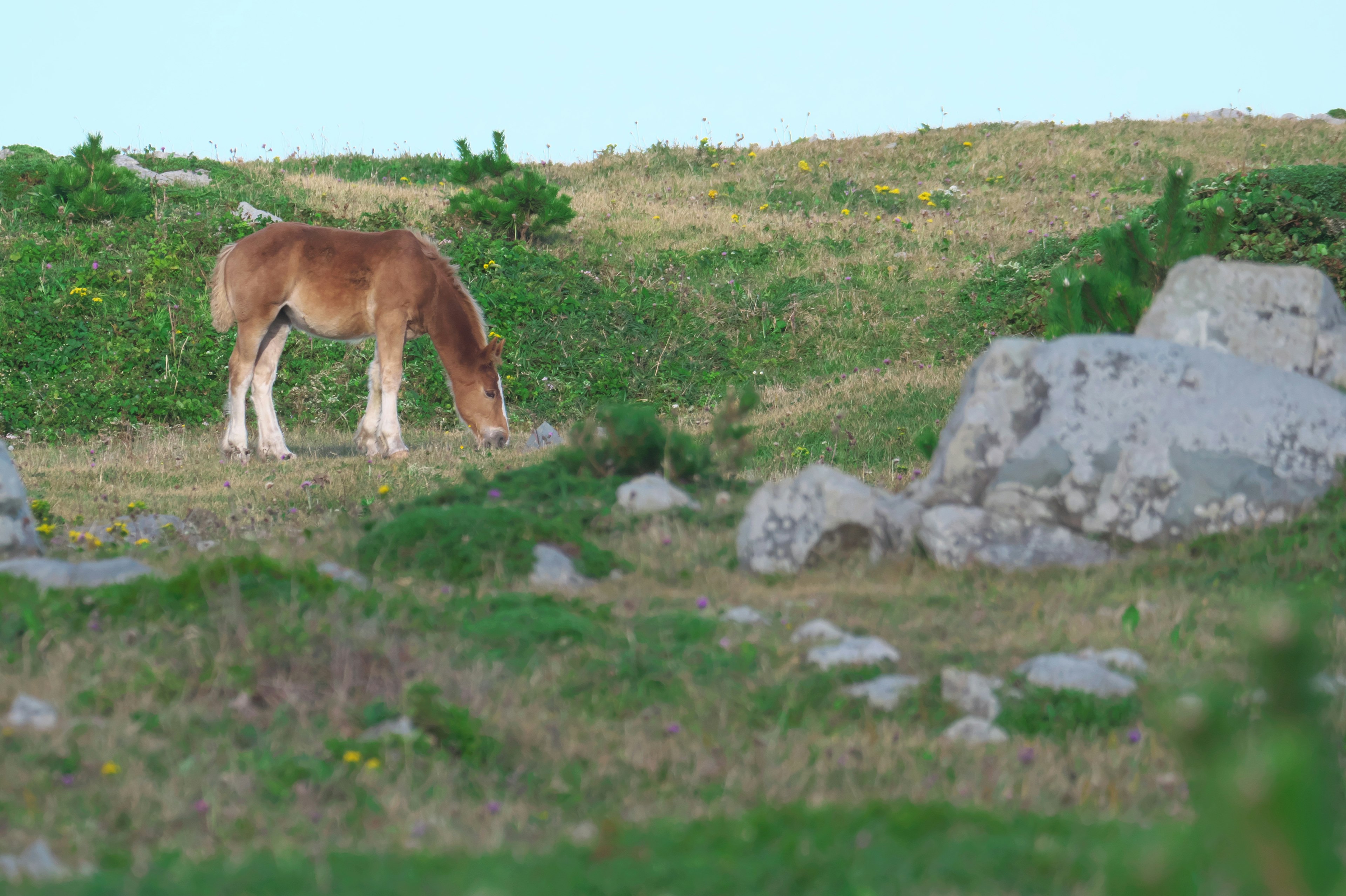 Cheval paissant sur l'herbe avec des rochers en arrière-plan