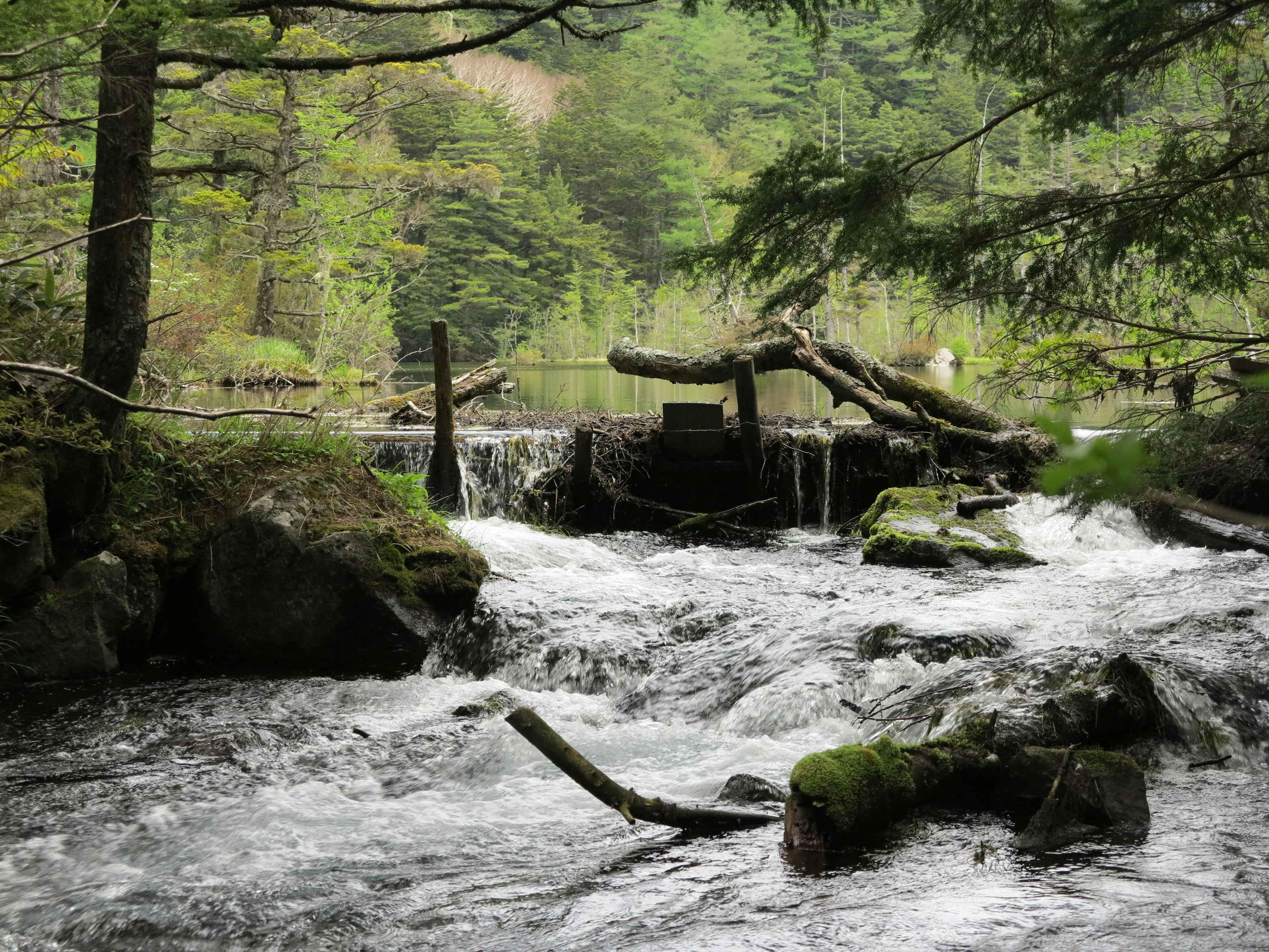 Un ruisseau coulant à travers une forêt luxuriante avec des troncs d'arbres tombés