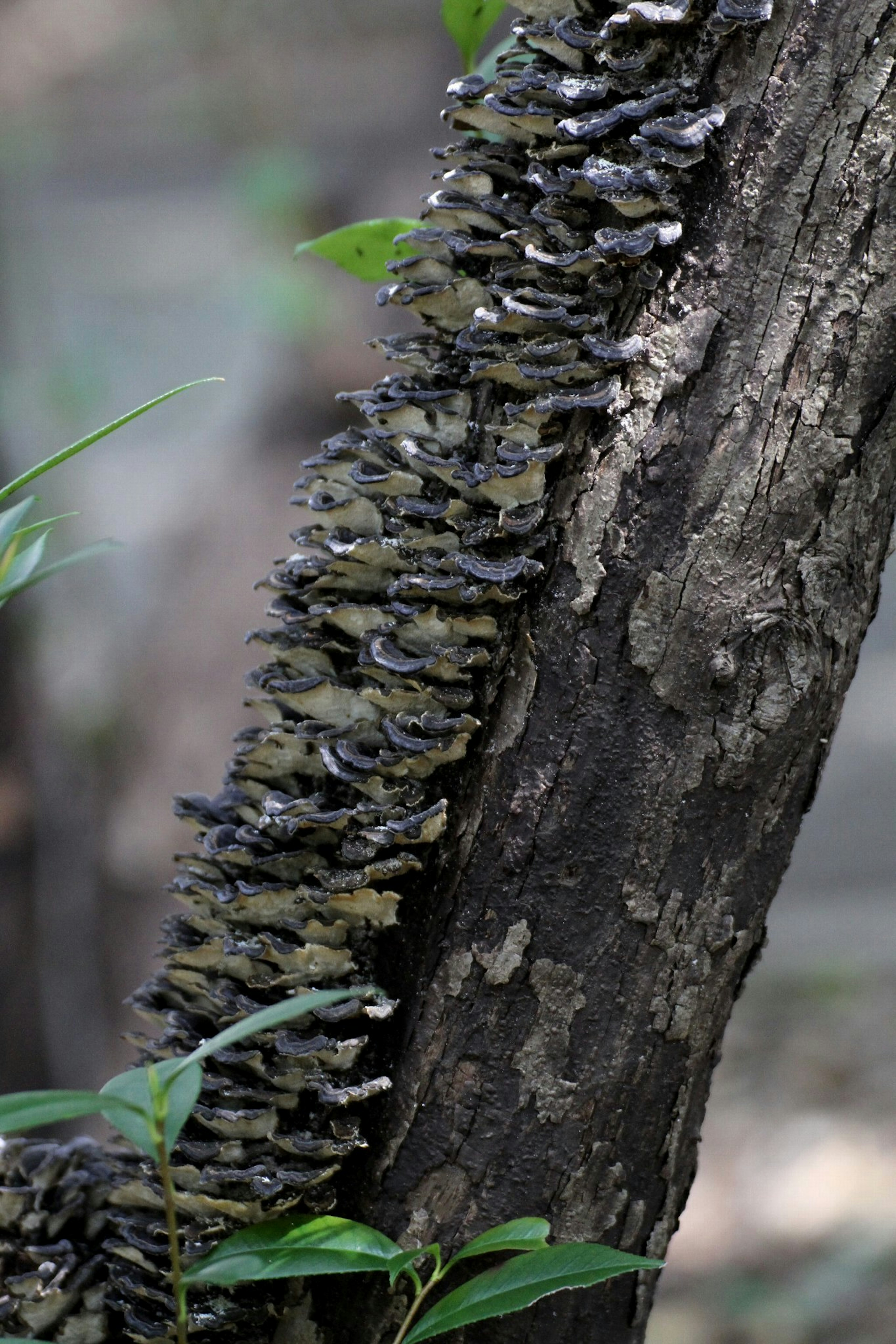 Cluster of black fungi growing on a tree trunk