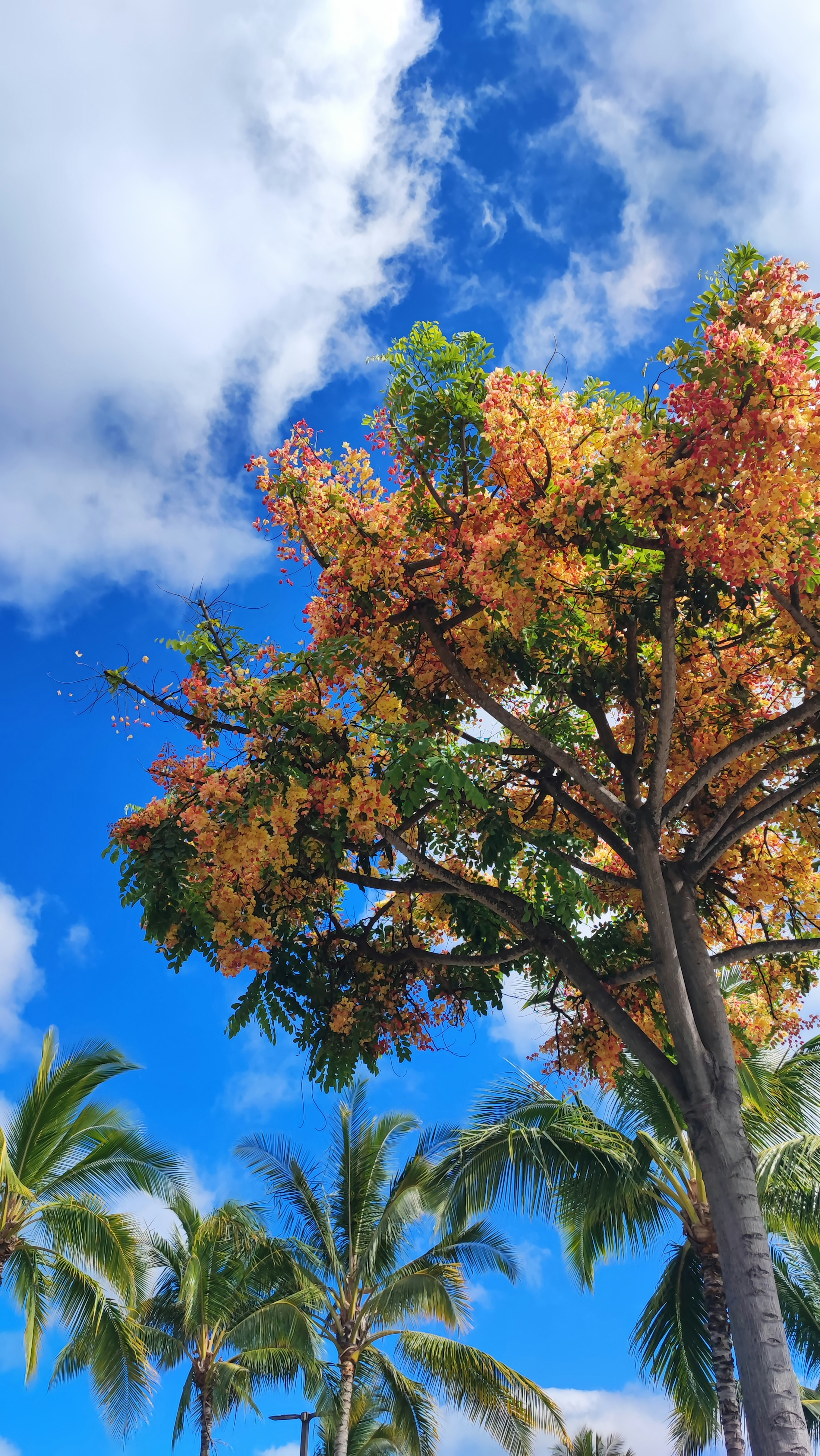 Un árbol de flores naranjas vibrantes bajo un cielo azul con nubes blancas y palmeras