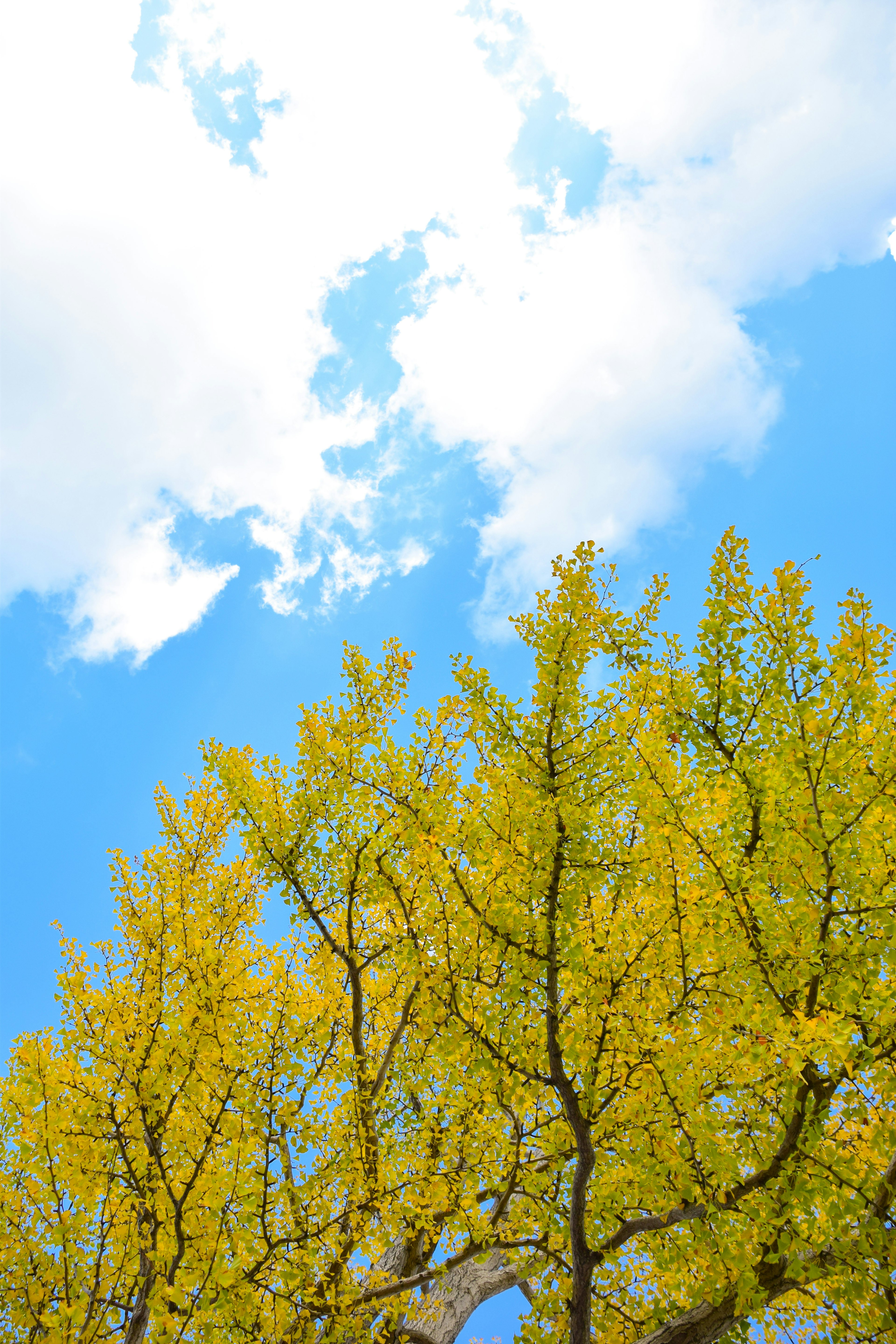 Pohon dengan daun kuning cerah di bawah langit biru