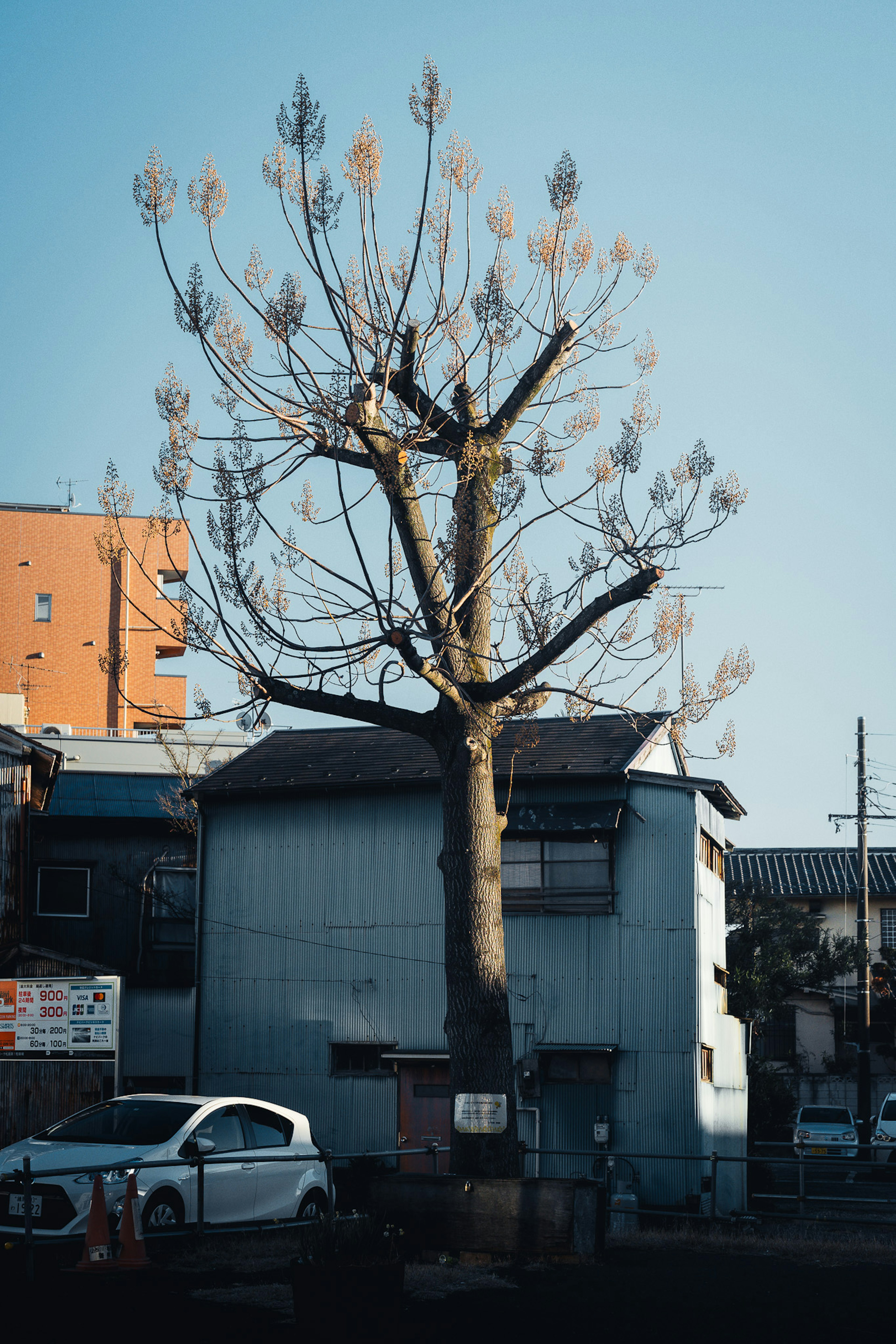 青空の下に立つ剪定された木と周囲の建物