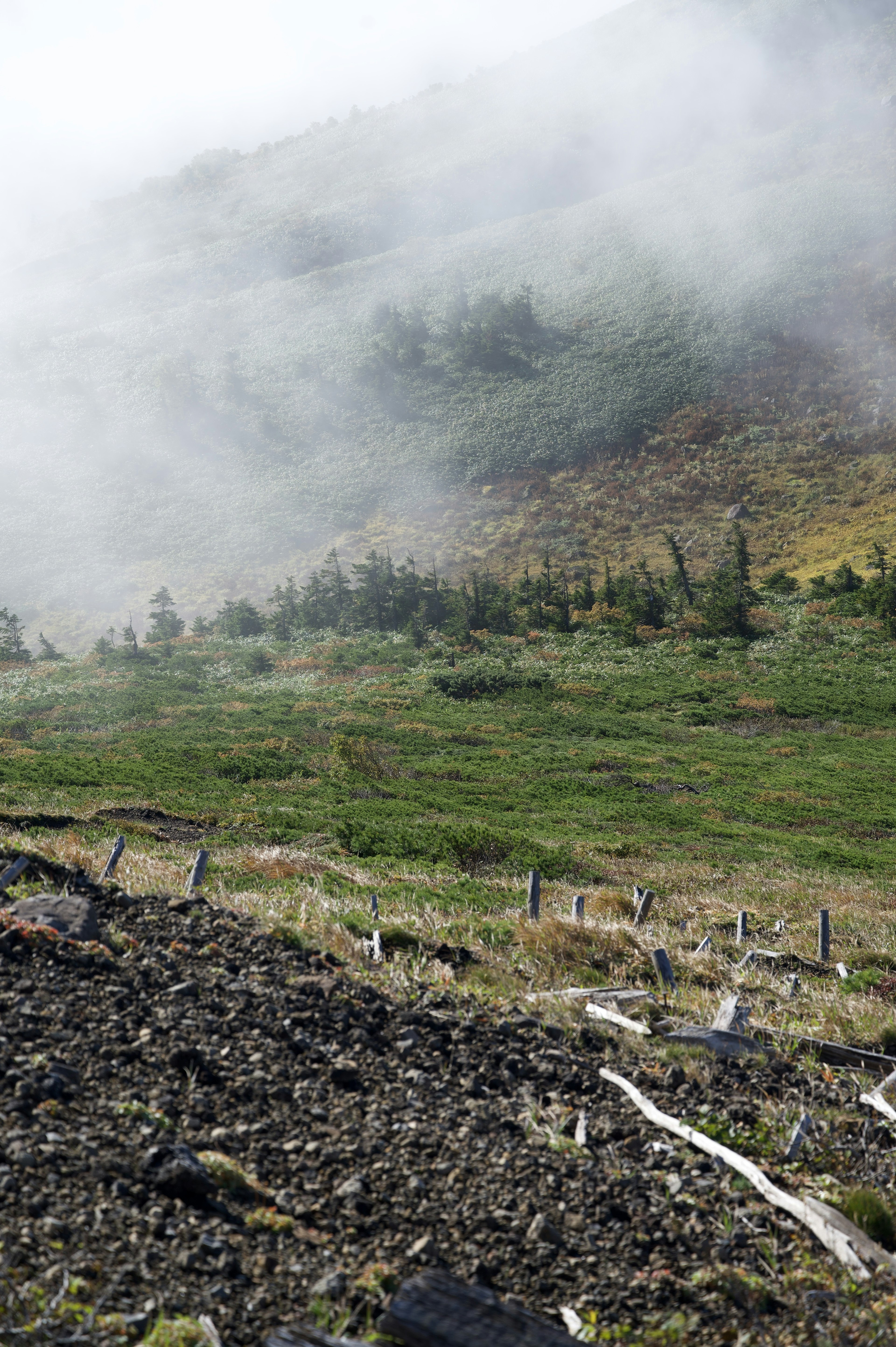 霧に包まれた山の風景 緑の草原と木々が見える