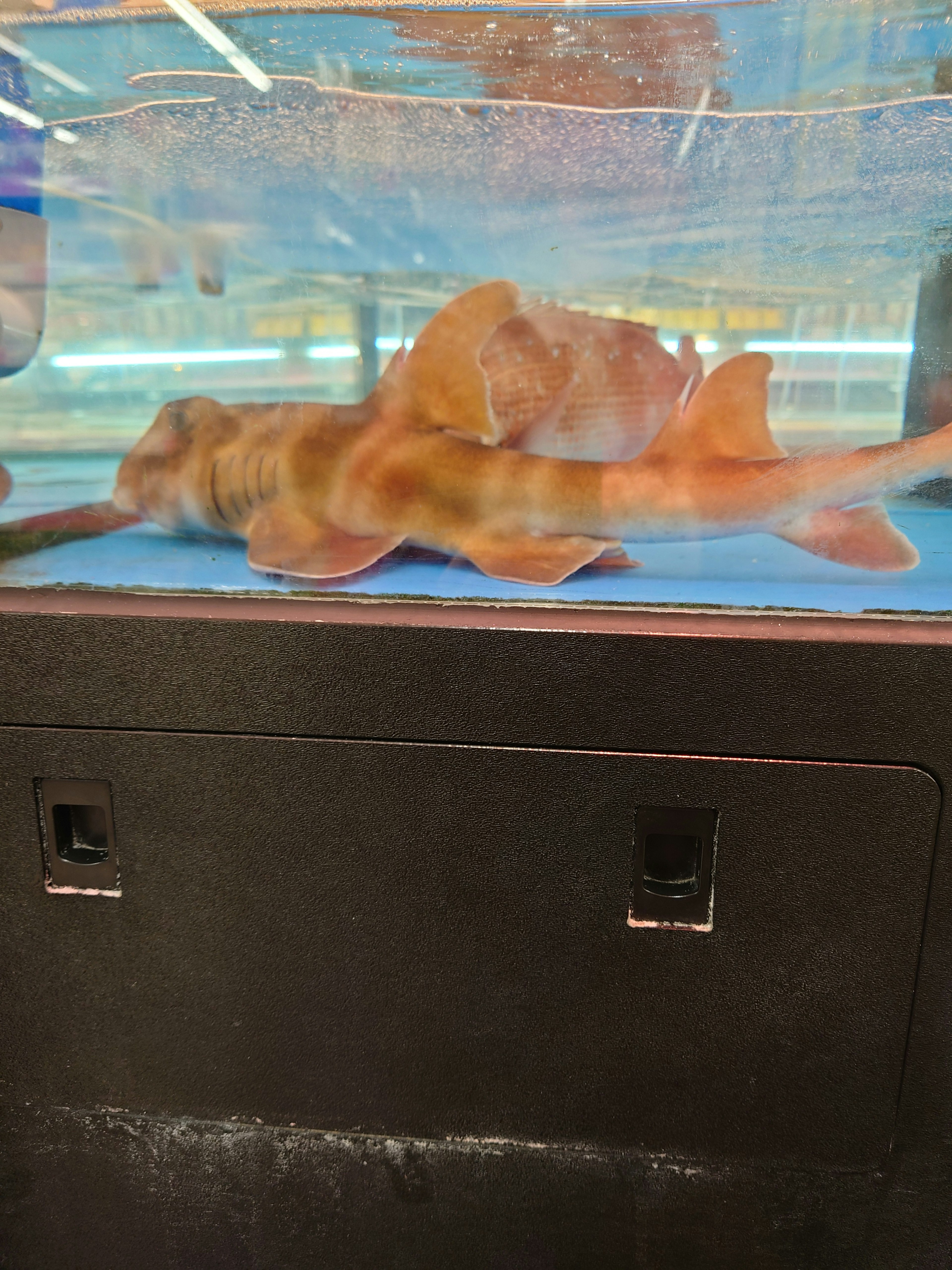 Orange colored shark-like fish swimming in a tank