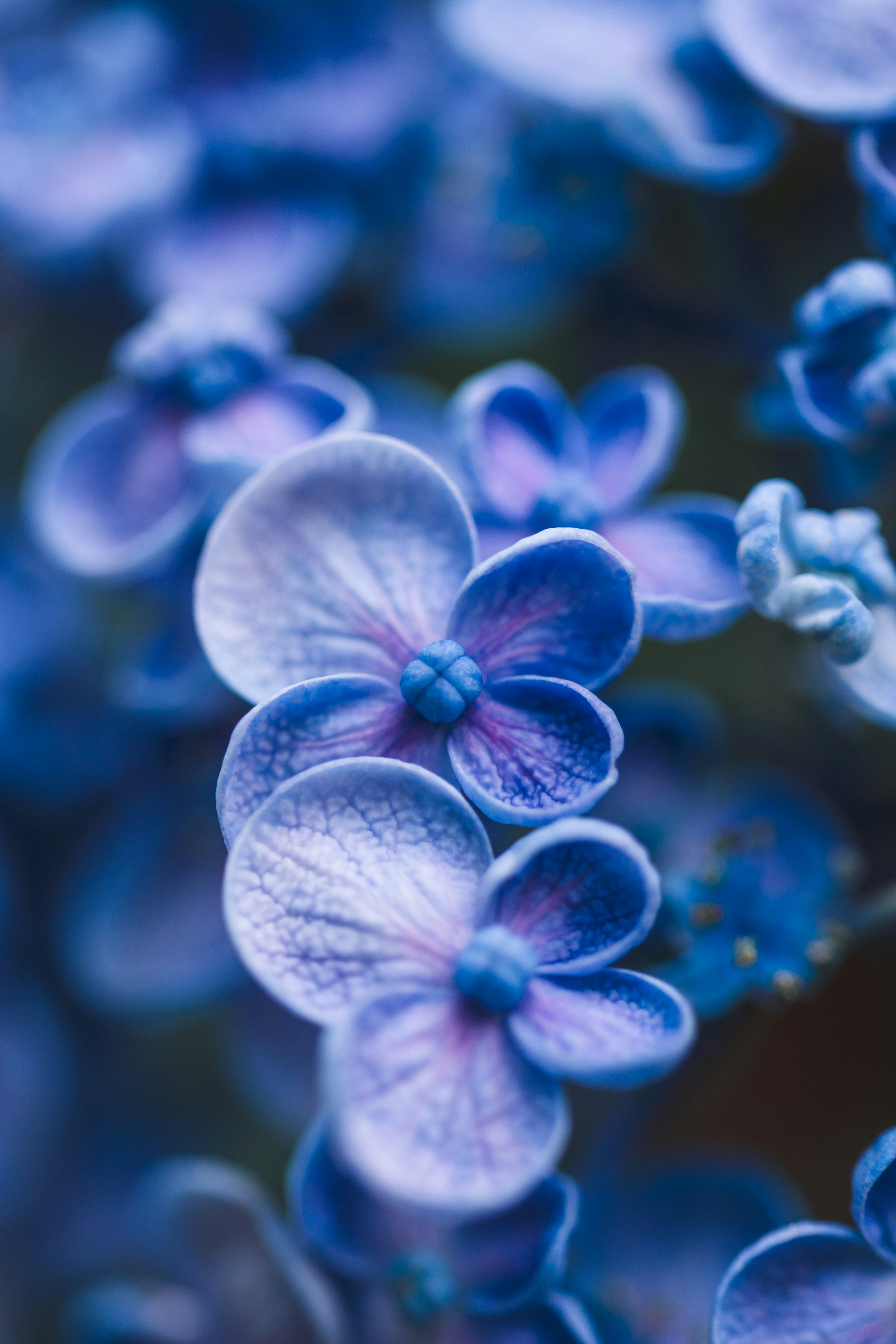 青紫色の花びらが美しい花のクローズアップ