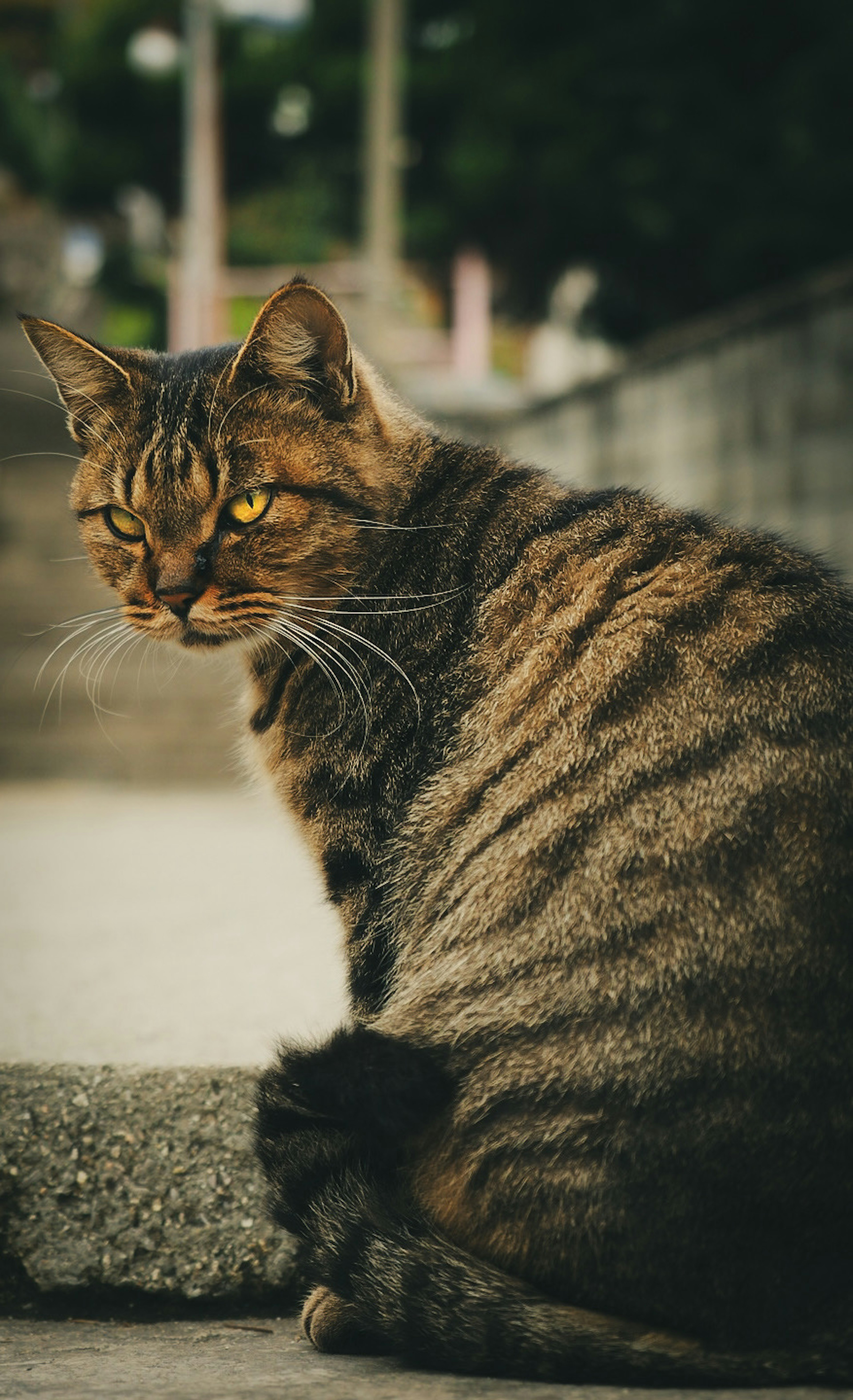 Kucing belang coklat melihat ke belakang