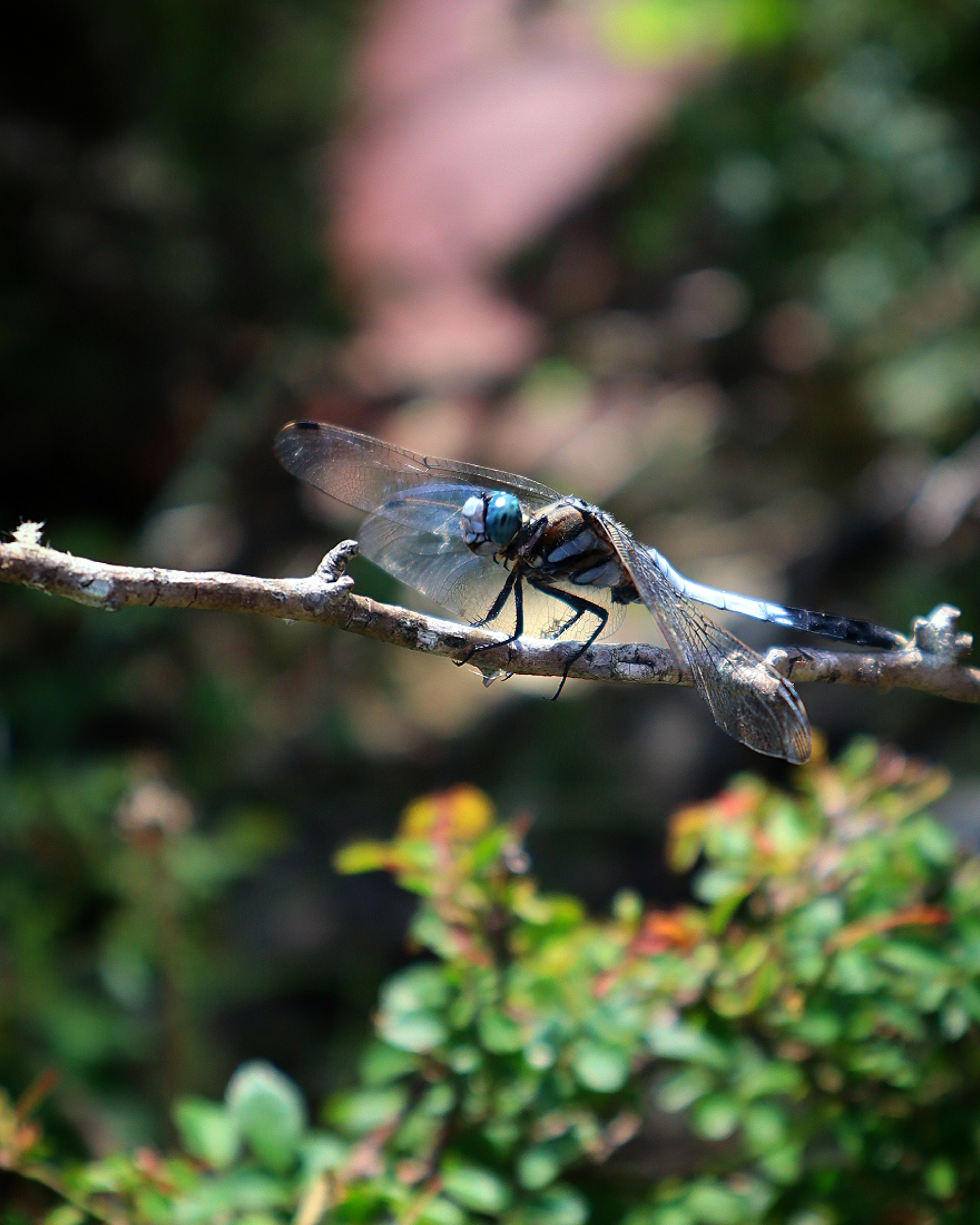 Close-up capung bermata biru bertengger di dahan kecil