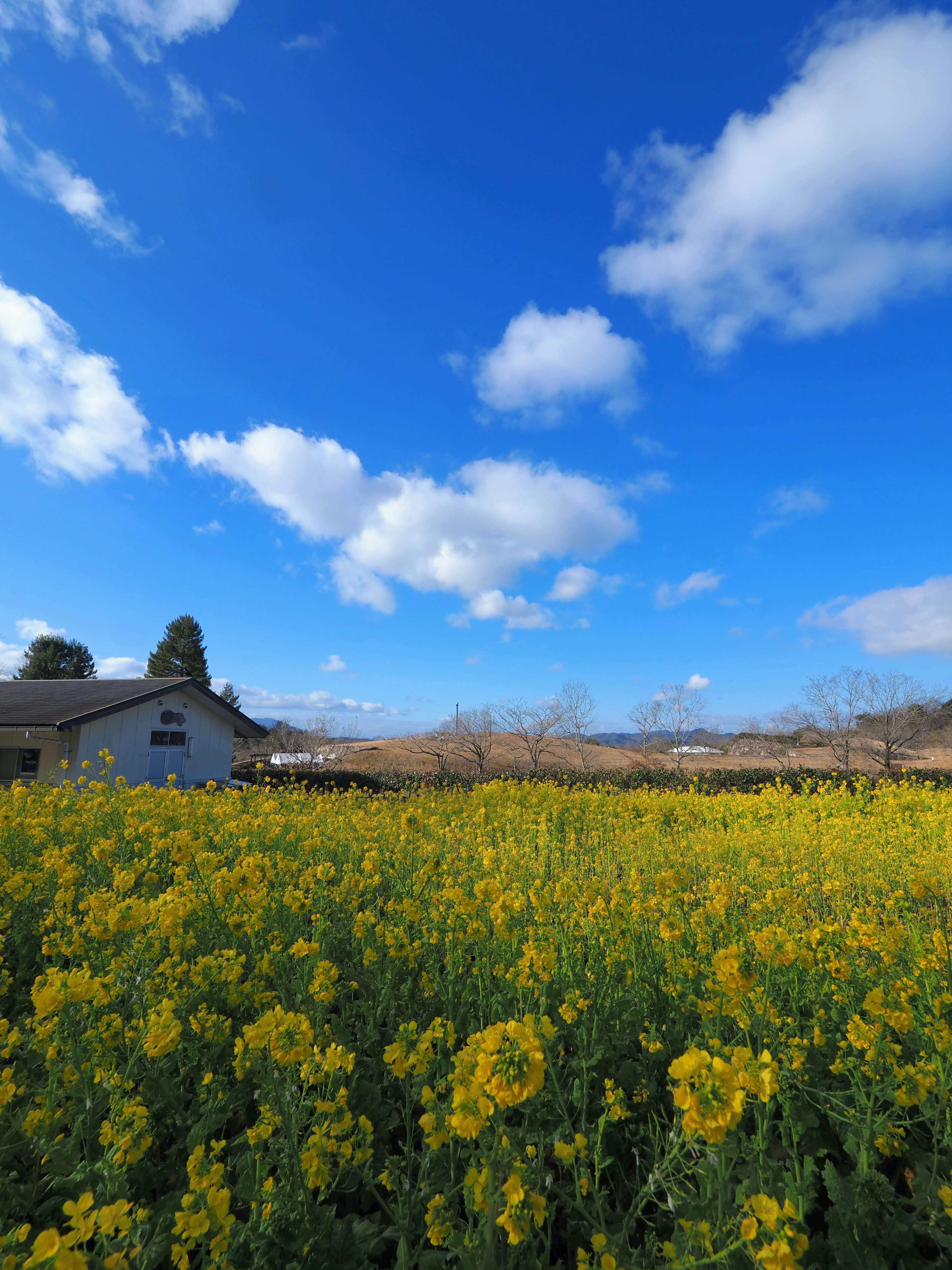 A field of yellow flowers under a blue sky with white clouds and a small house