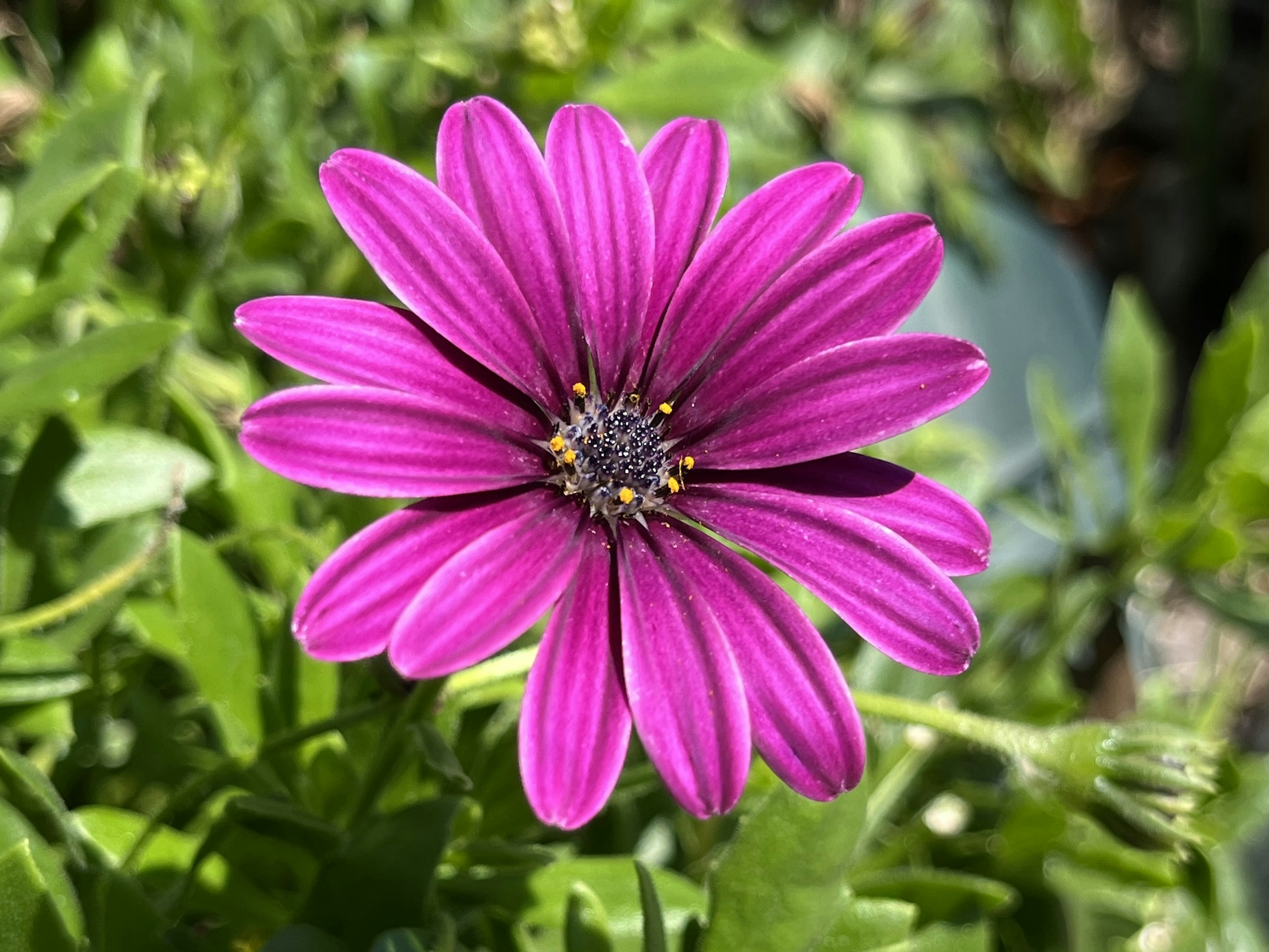 Vibrant purple flower blooming among green leaves