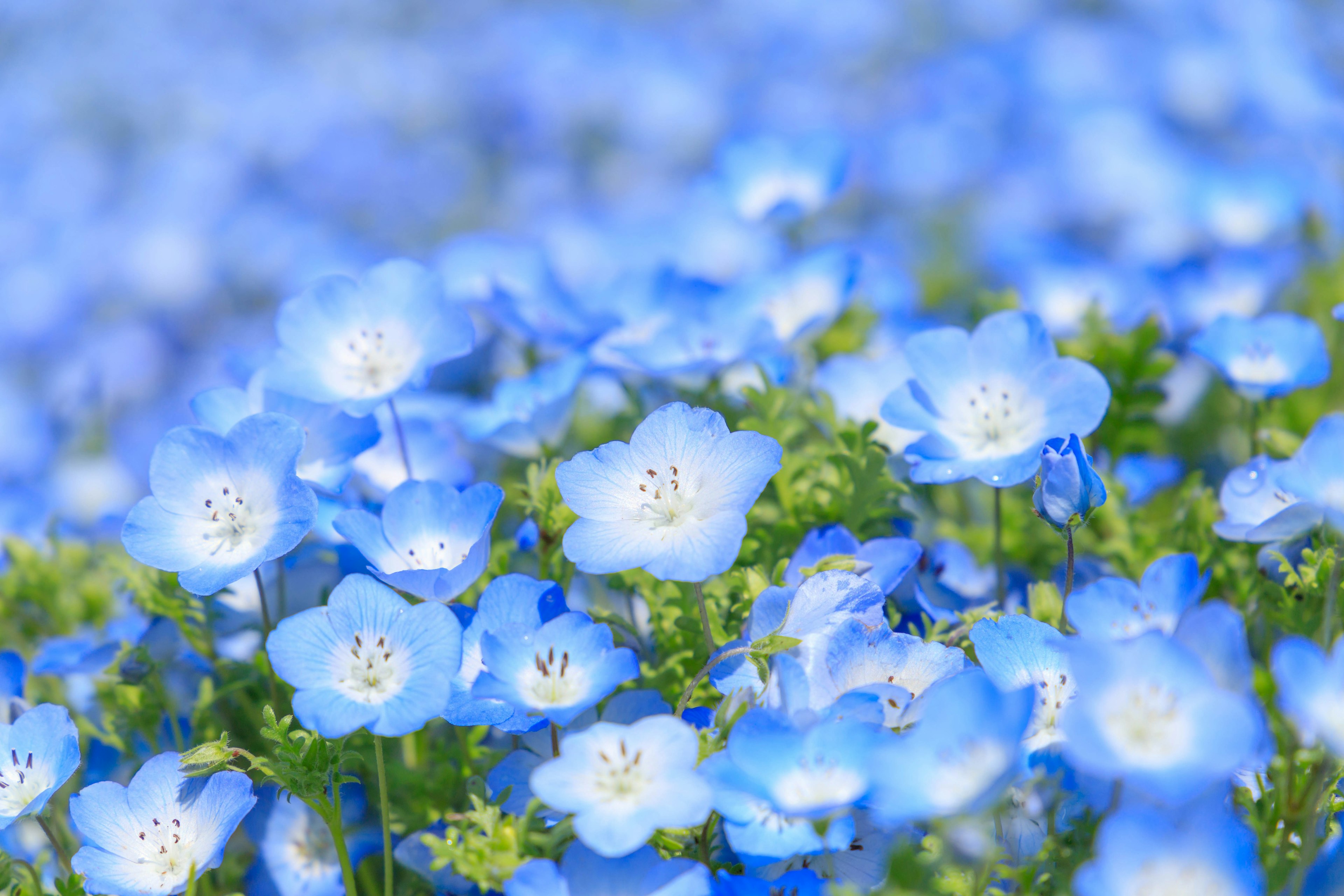 盛開的藍色花朵田野