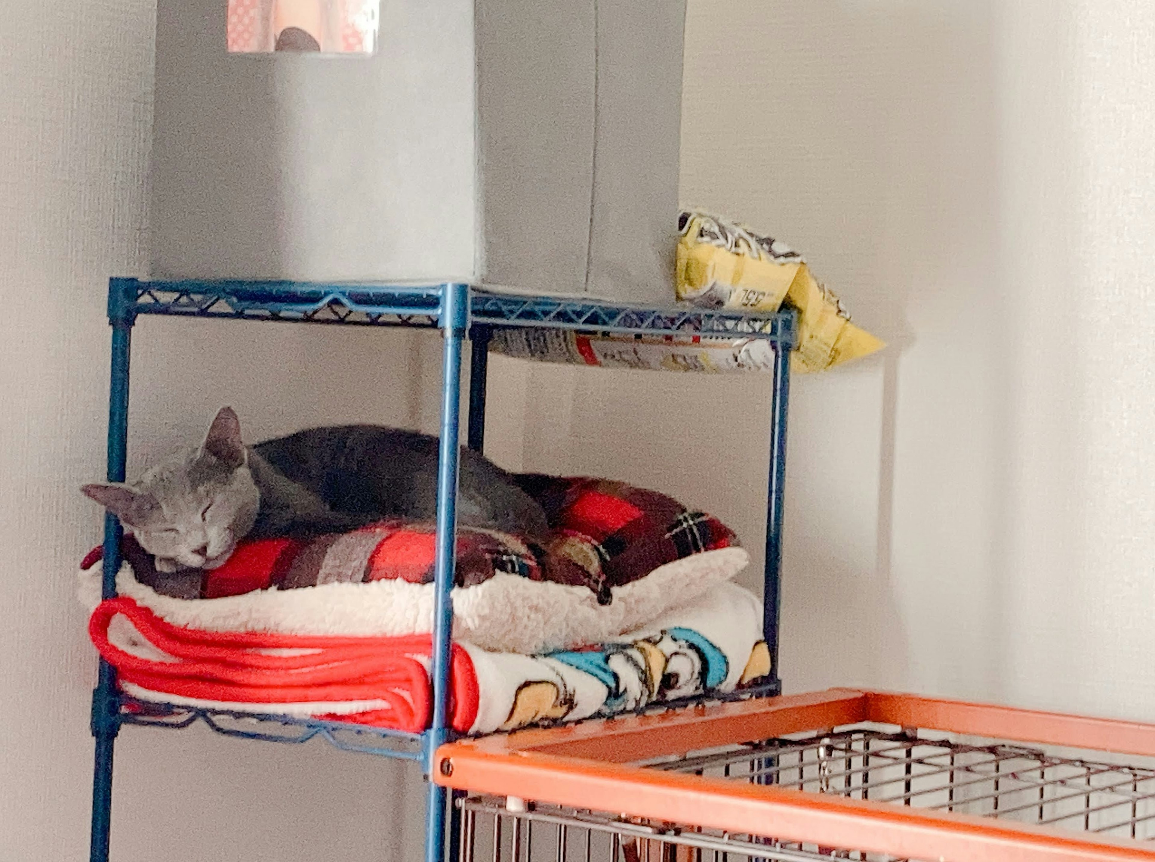 Gray cat sleeping on a blanket in a shelf