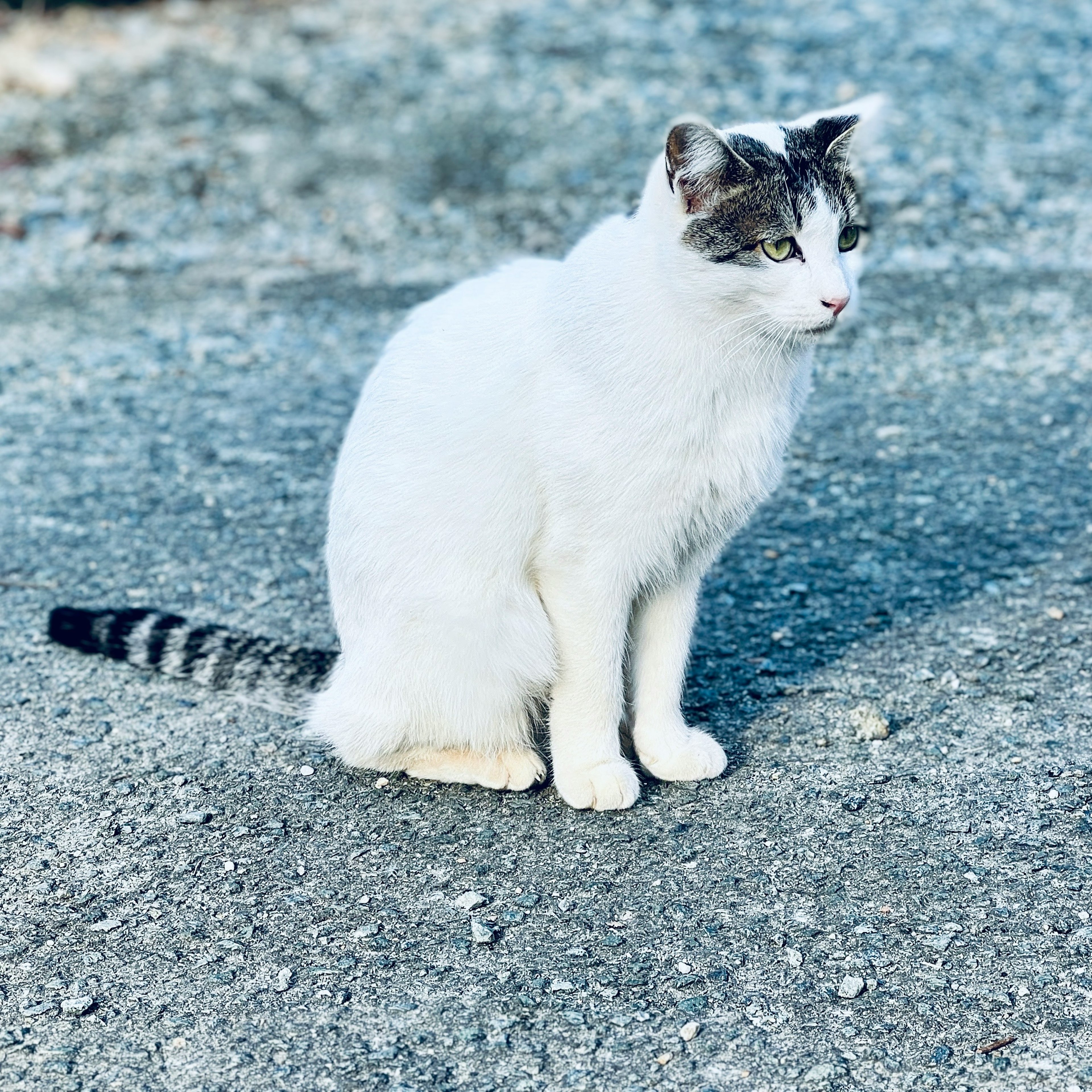 白い猫が道路に座っている