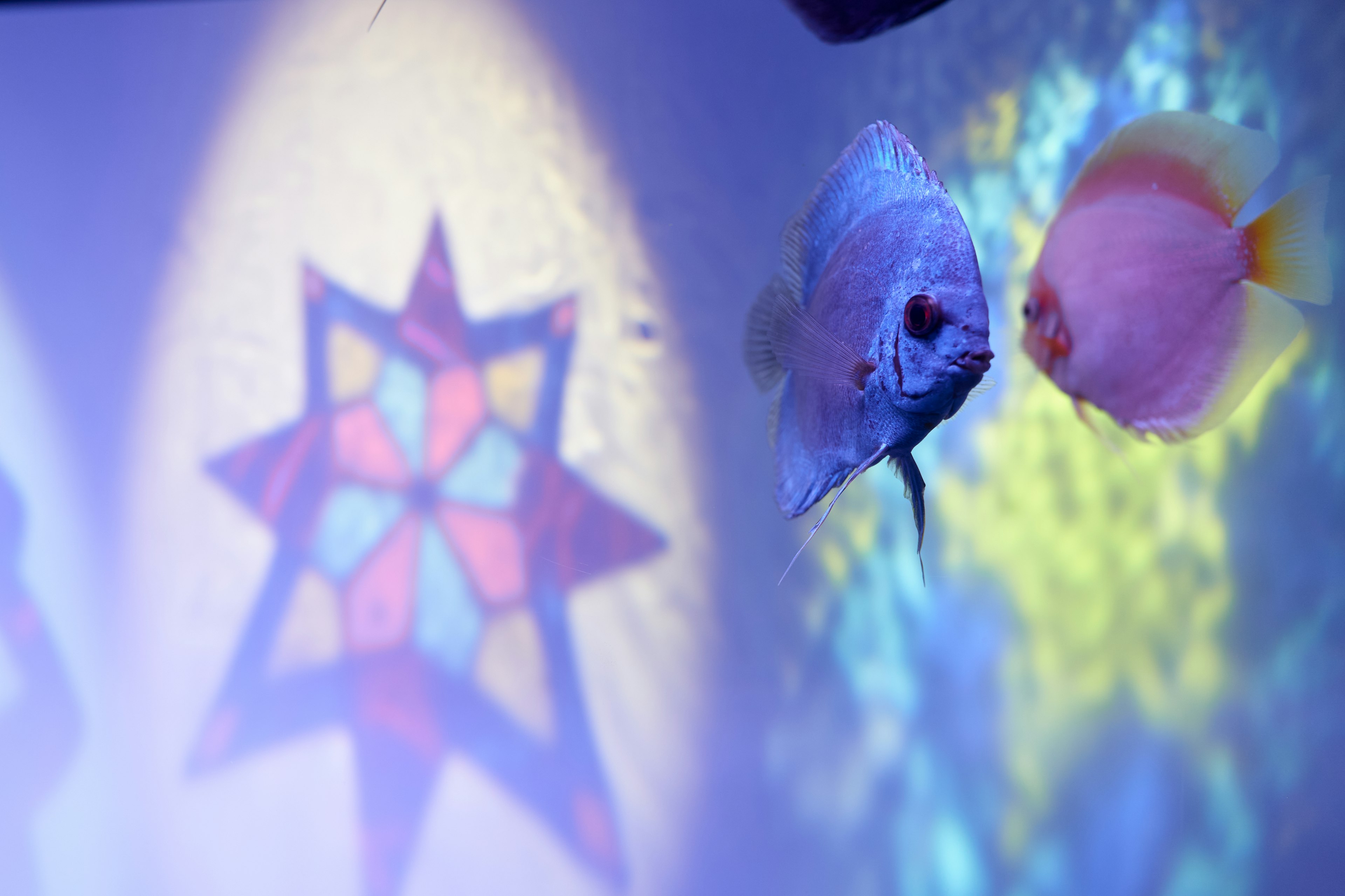 Blue fish and pink fish swimming in front of a stained glass shadow