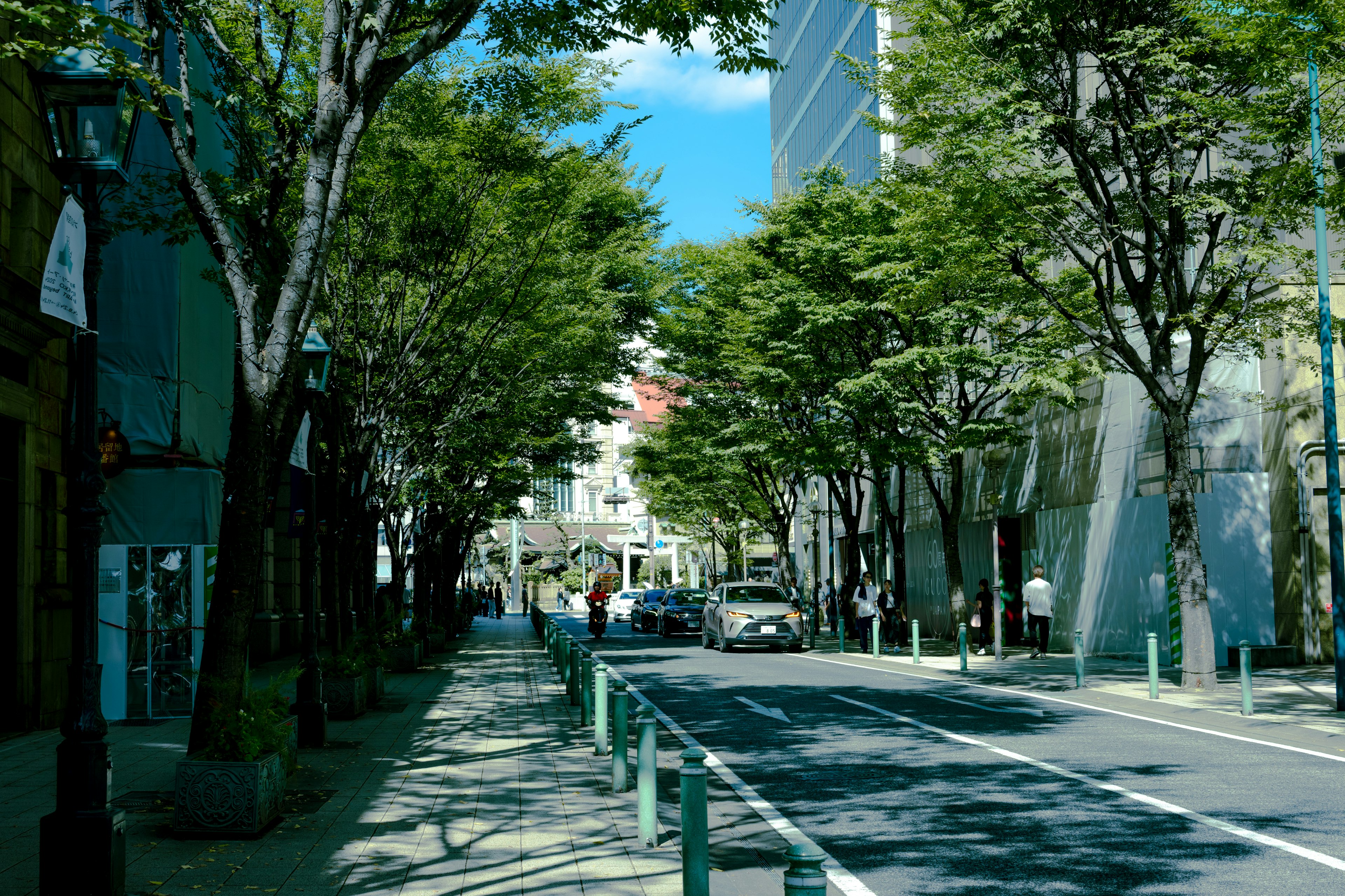 Lush tree-lined street with modern buildings