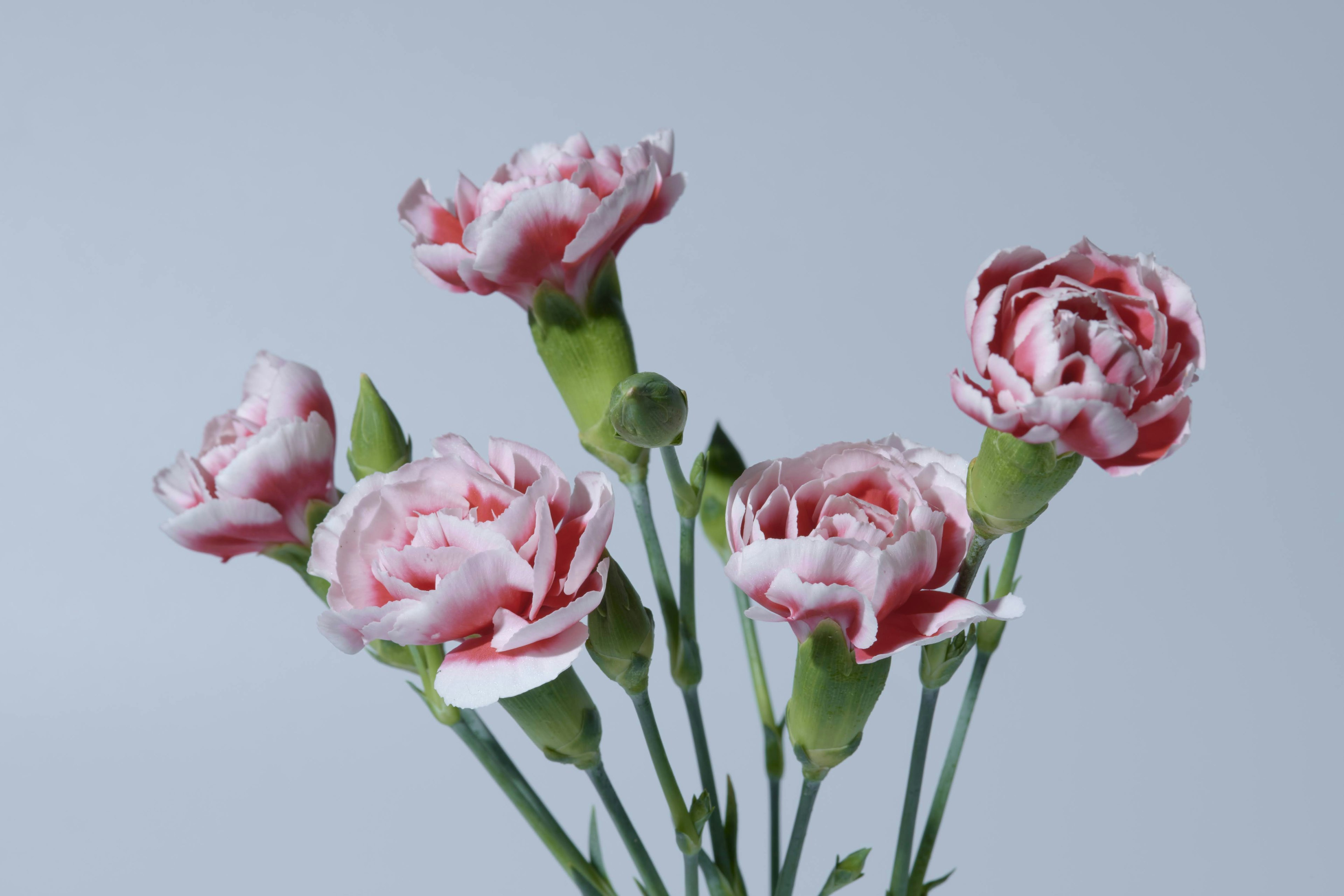 A bouquet of pink carnations against a light blue background