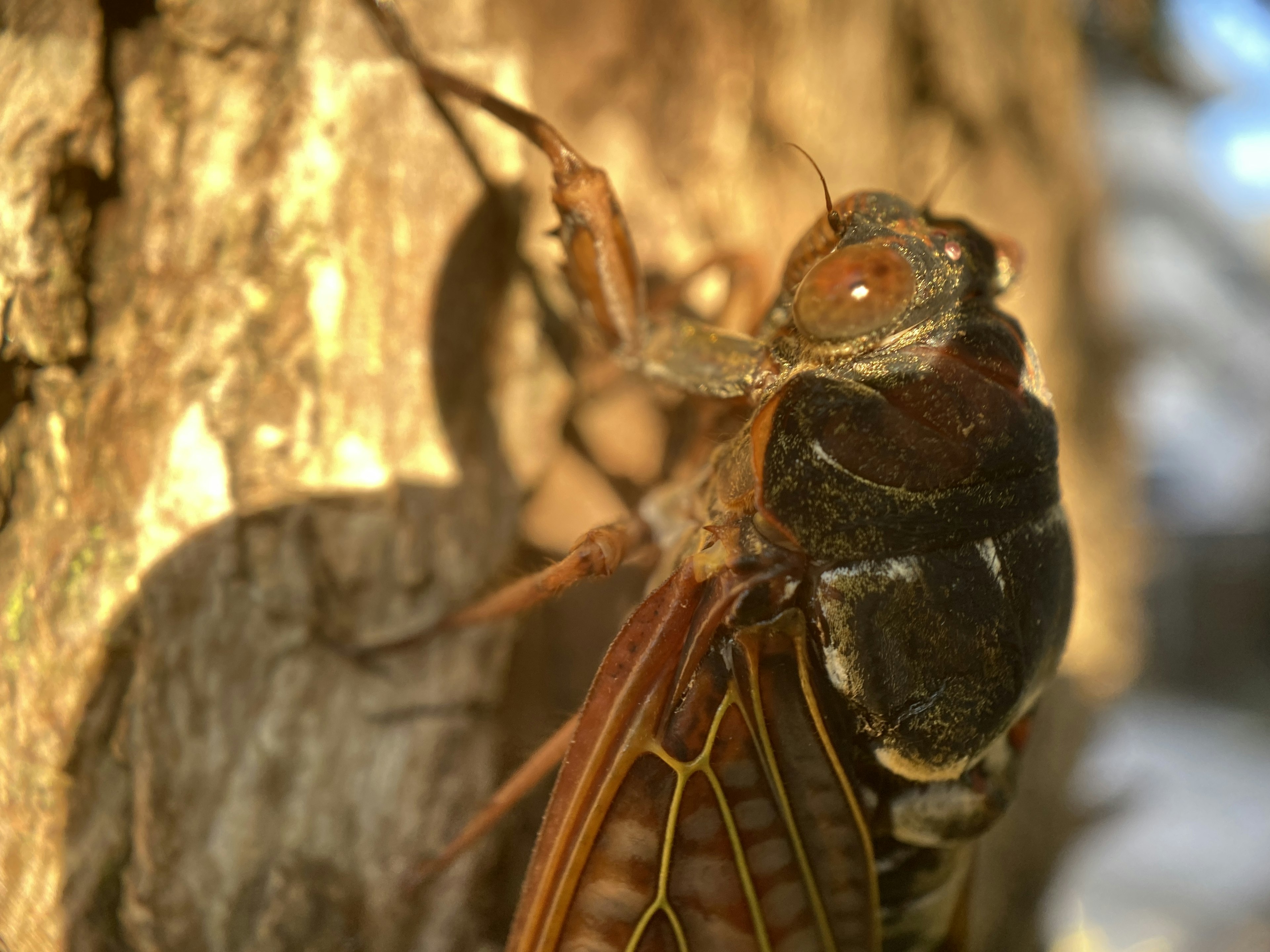 Close-up of a cicada perched on a tree trunk