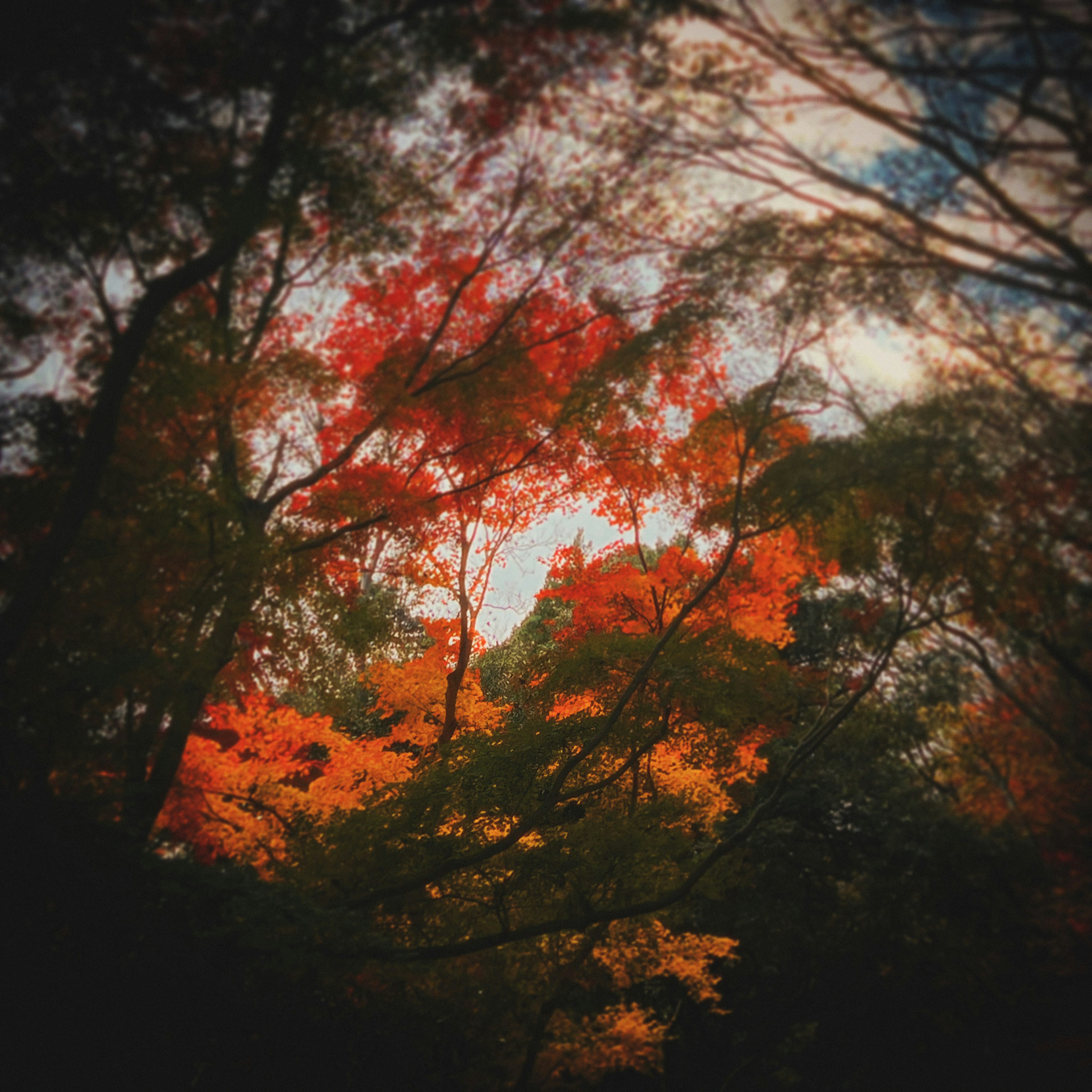 Hermoso follaje de otoño con hojas vibrantes que se superponen