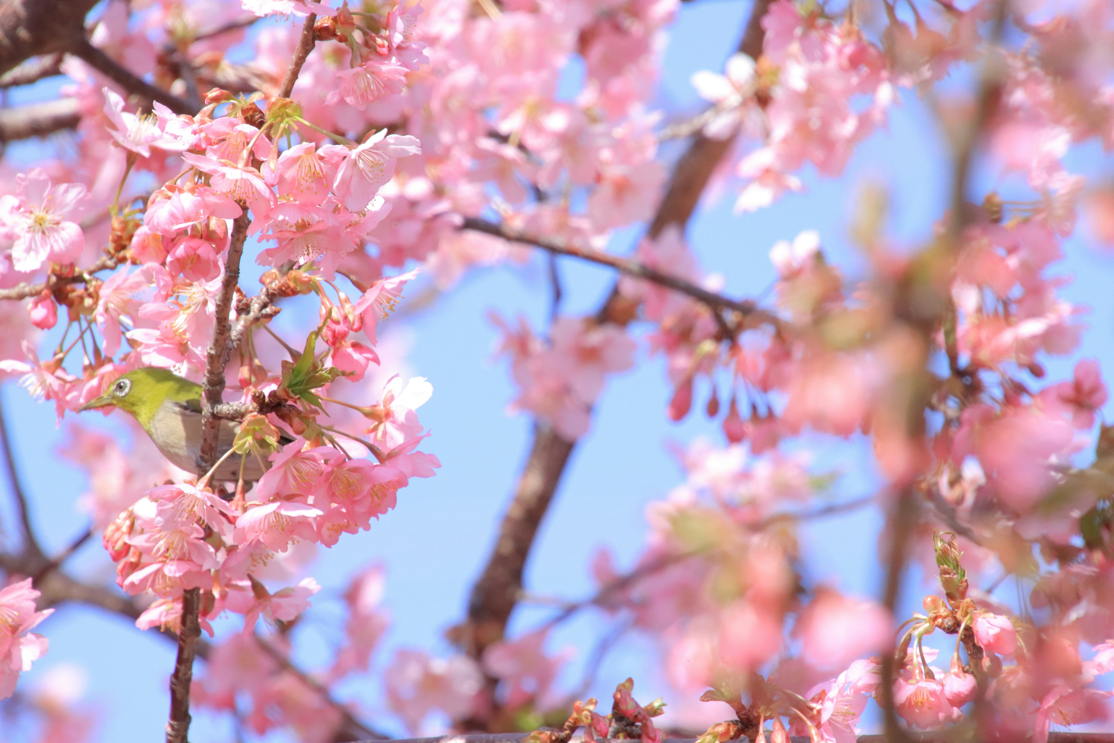 Nahaufnahme von Kirschblüten unter einem blauen Himmel