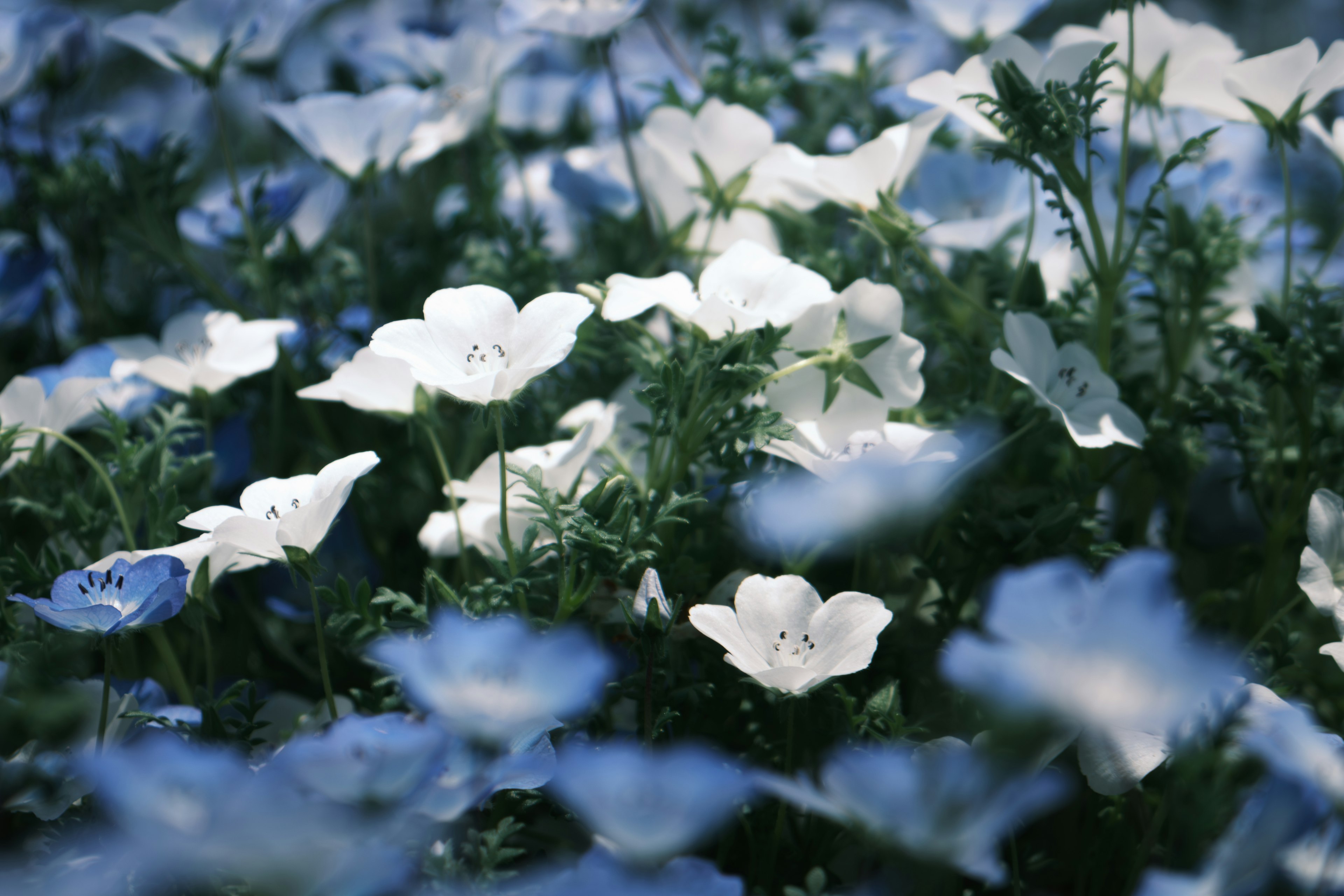 青と白の花が咲き誇る美しい風景