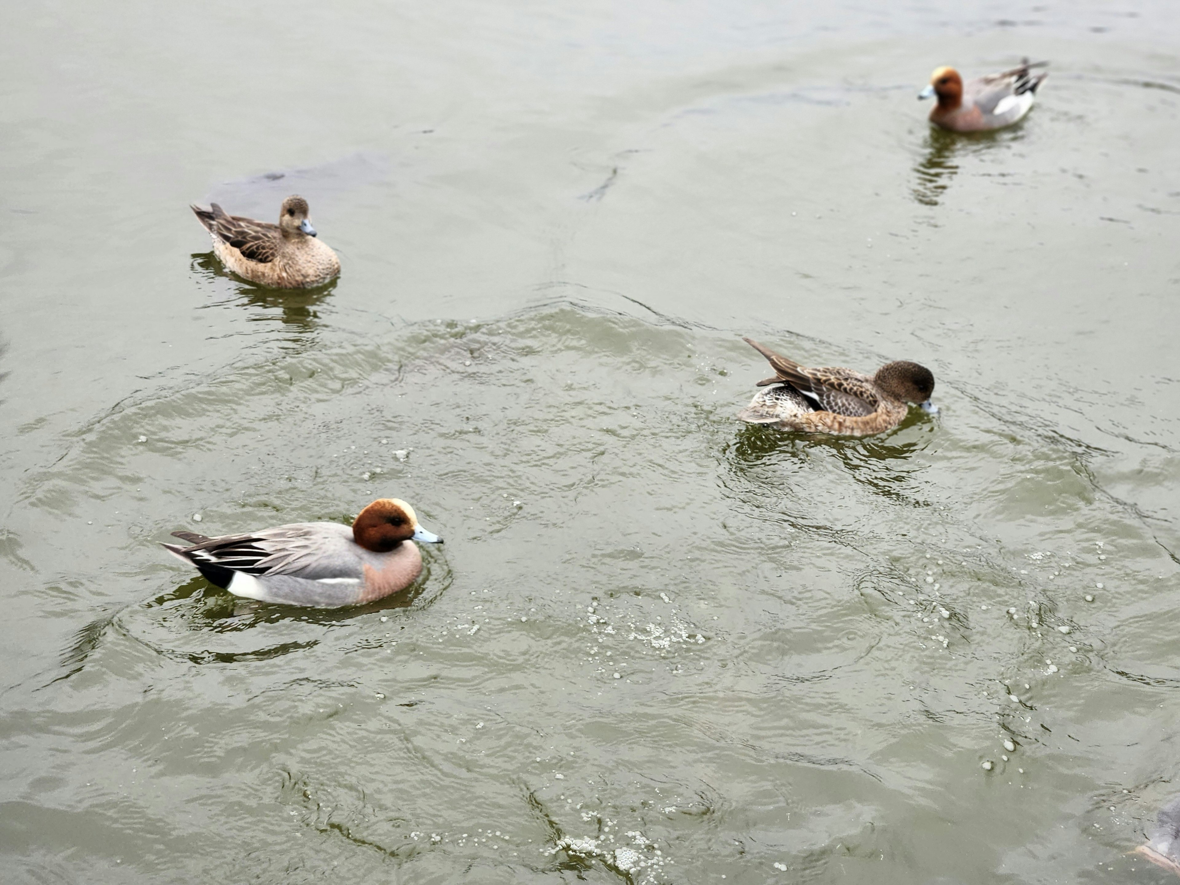 Un grupo de patos nadando en la superficie del agua