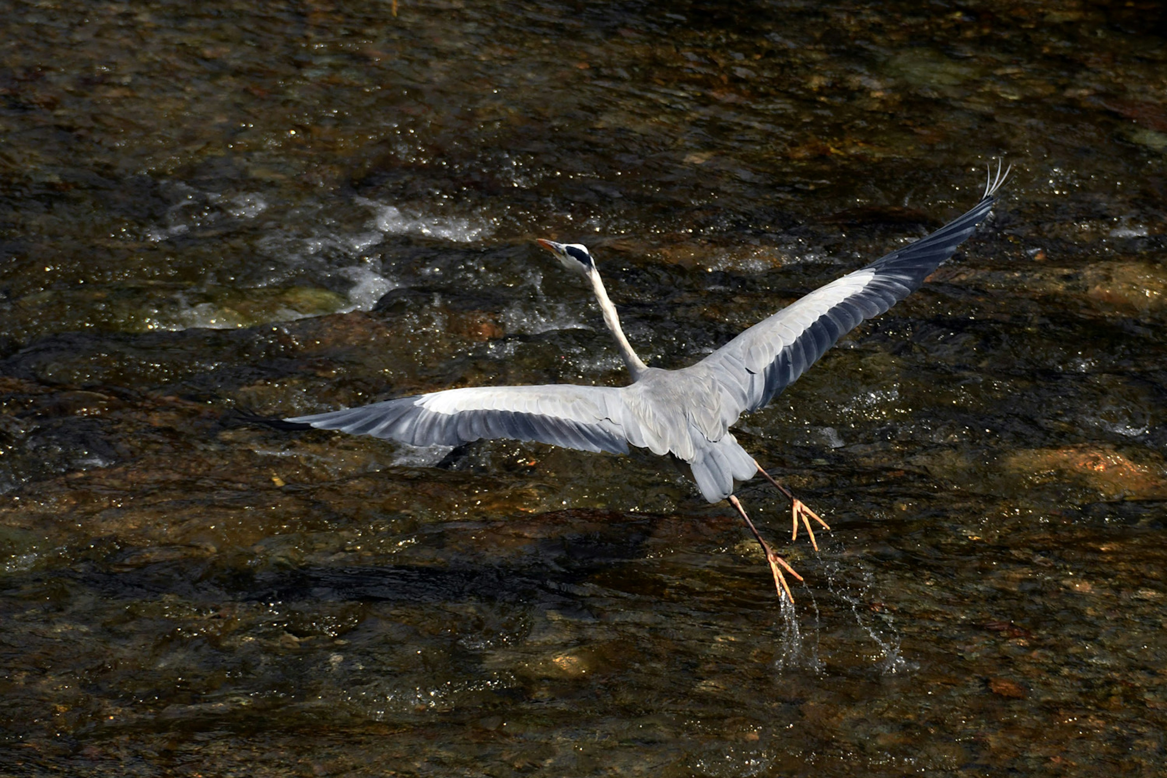 Un héron volant au-dessus de l'eau