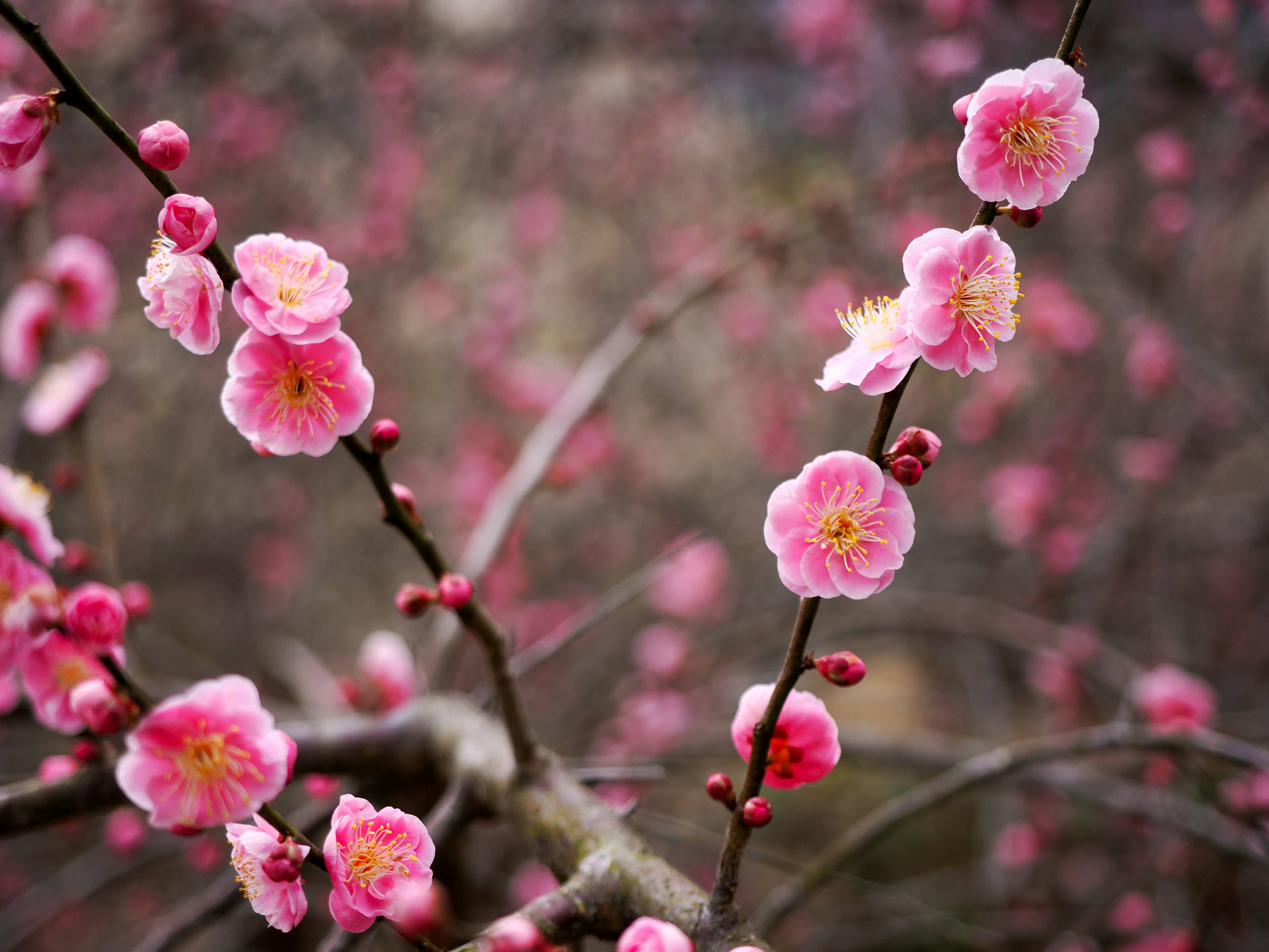 Close-up of pink plum blossoms on branches