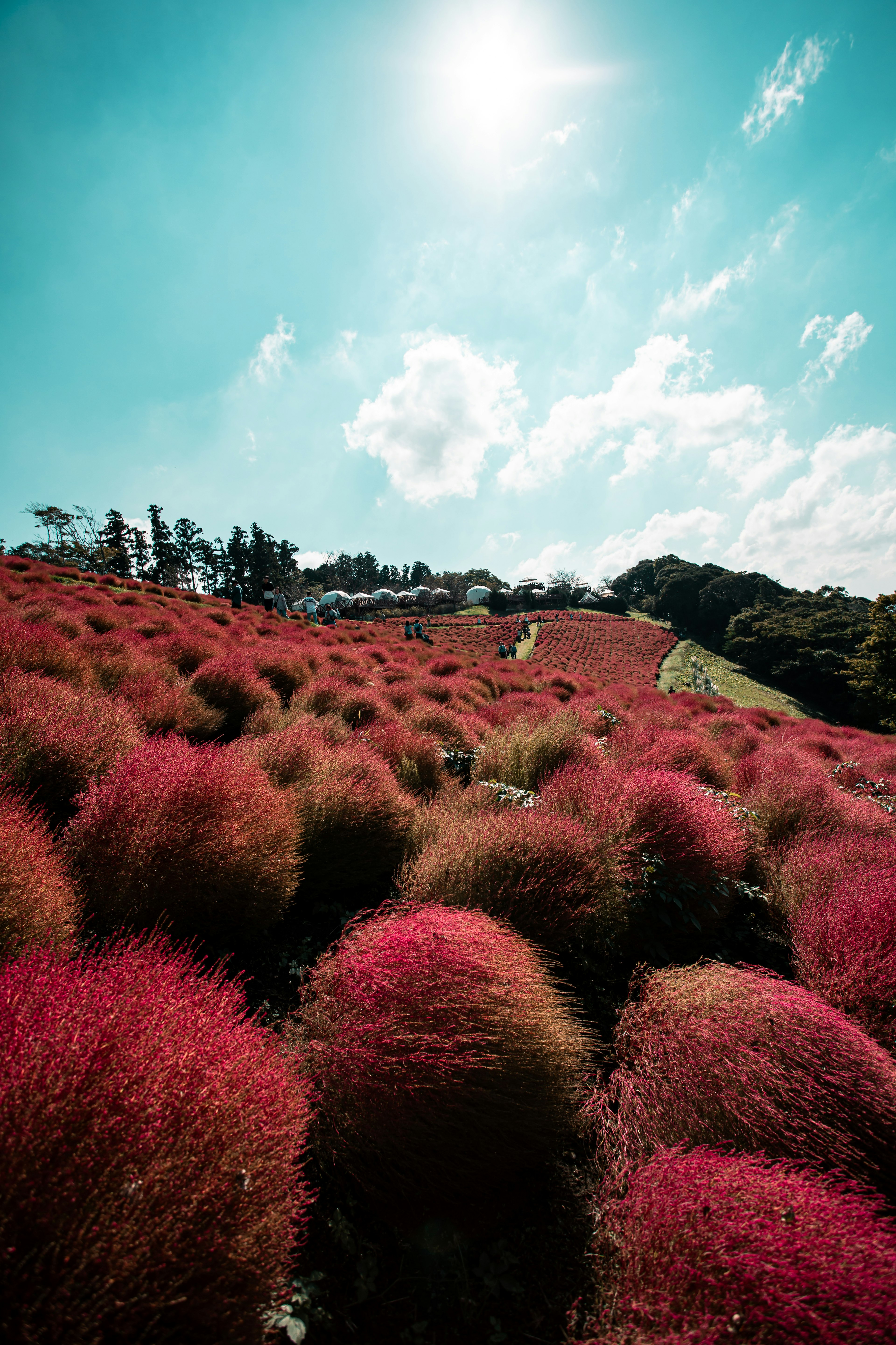 青空の下のコキアの群生色鮮やかな赤色の草原