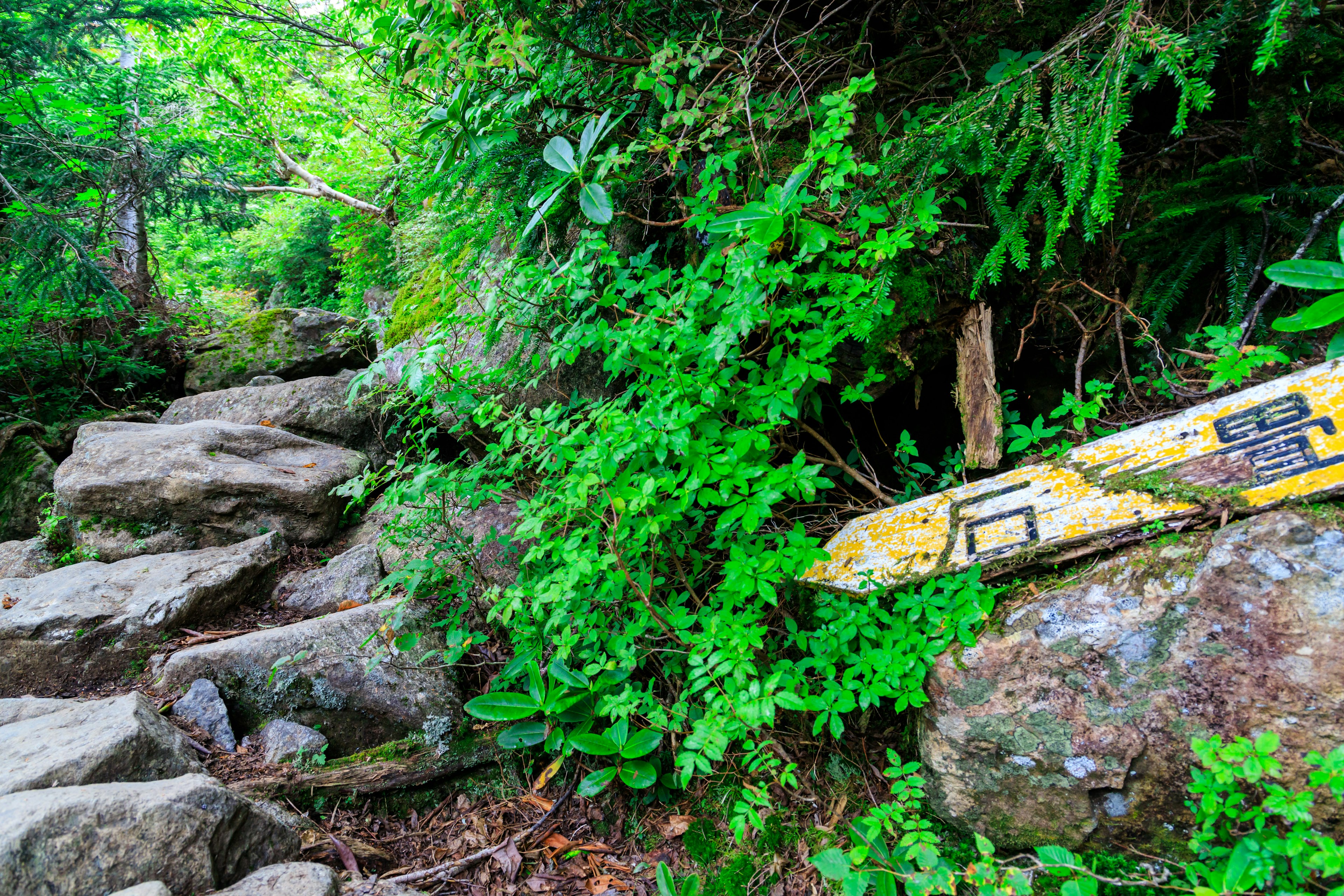 A lush green pathway with stone steps and an old sign partially hidden among the foliage